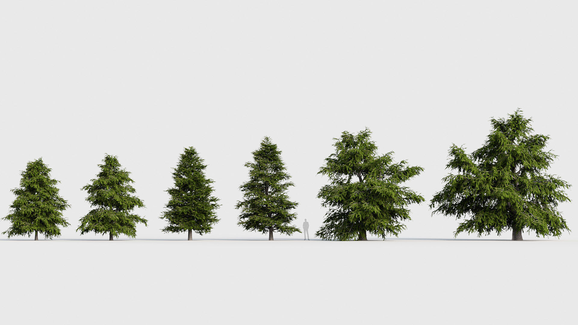 Package 03 Conifer Collection 3D model_68