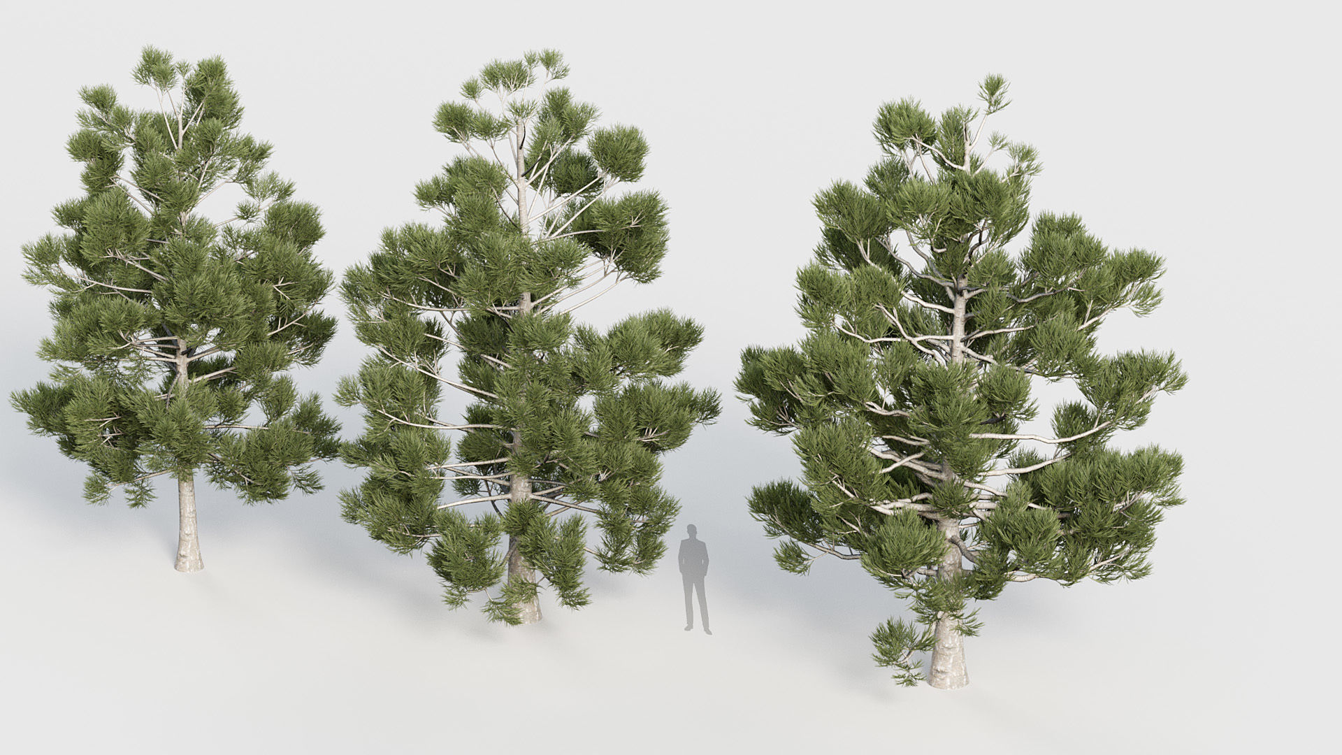 Package 03 Conifer Collection 3D model_12