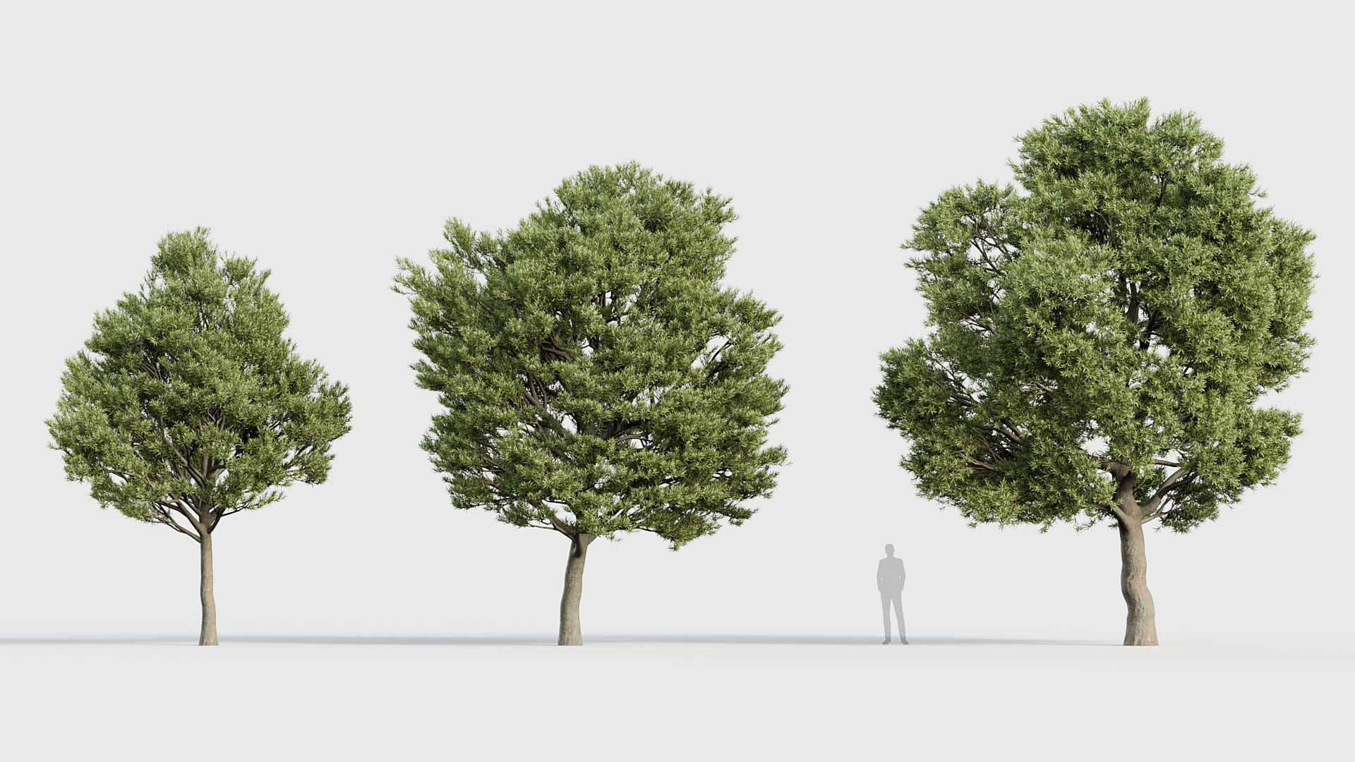 Package 03 Conifer Collection 3D model_57
