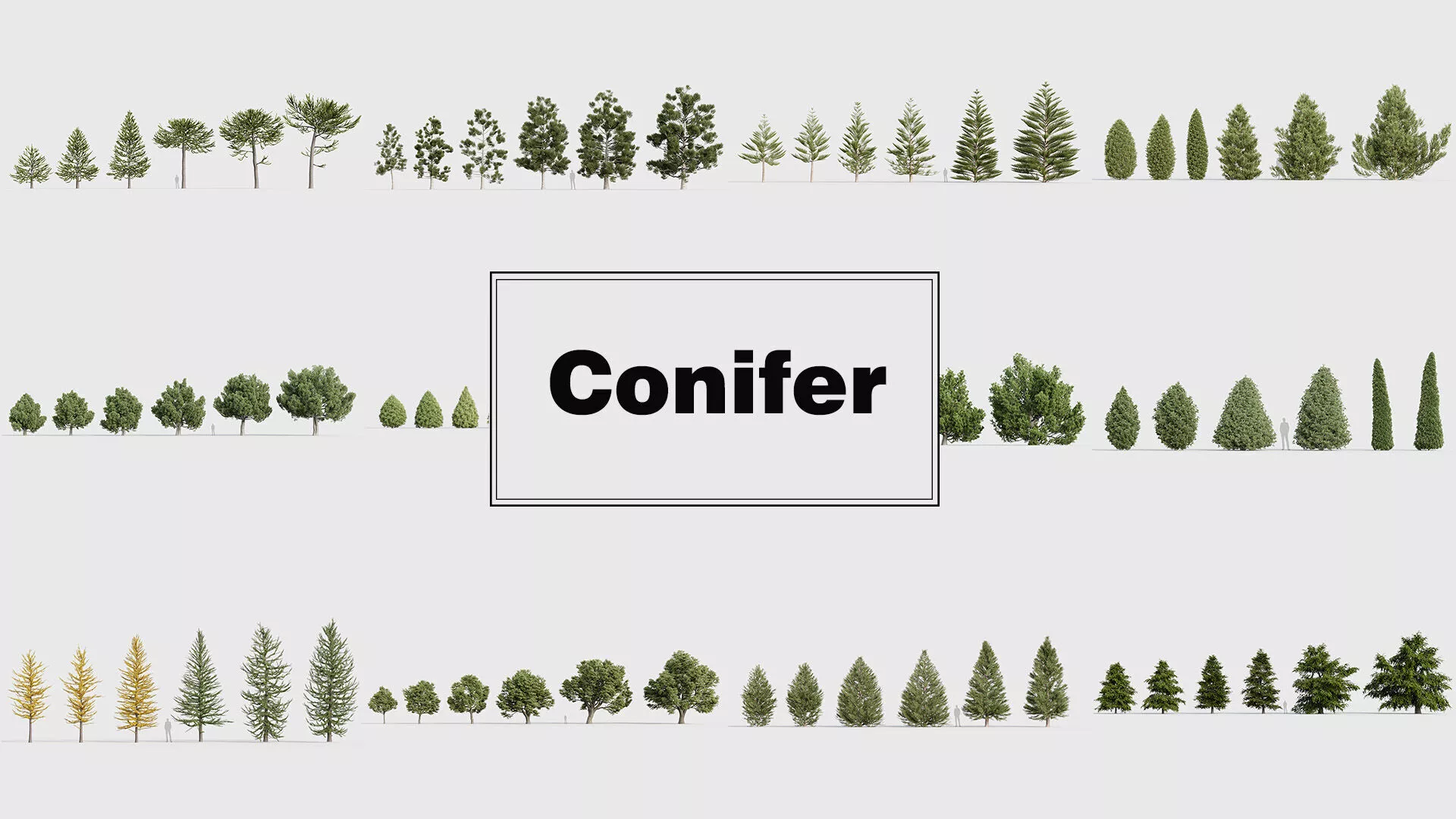Conifer Collection 3D model