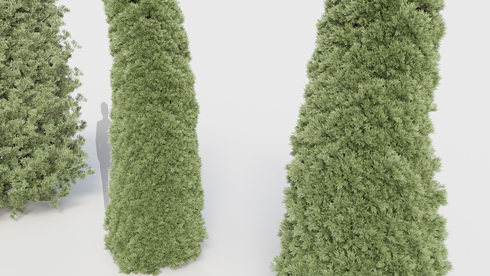 Package 03 Conifer Collection 3D model_48