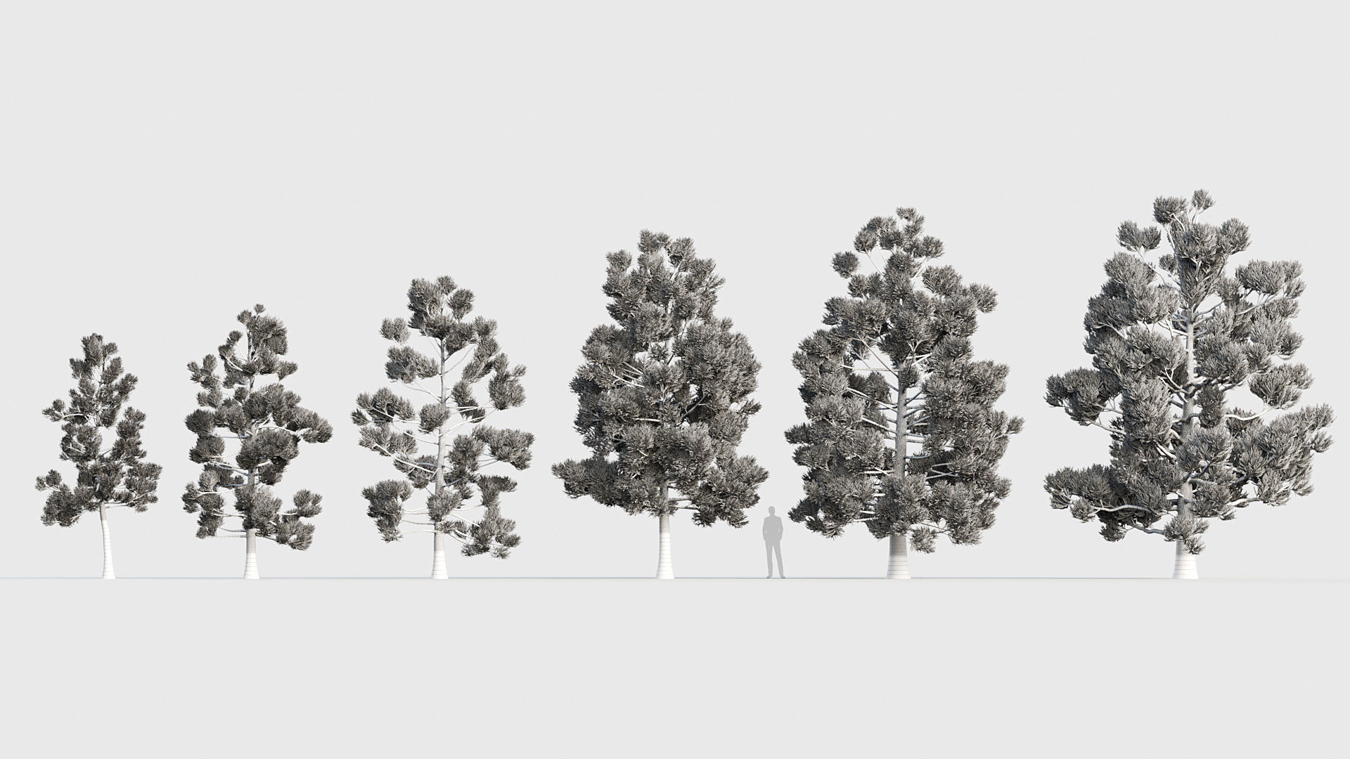 Package 03 Conifer Collection 3D model_13