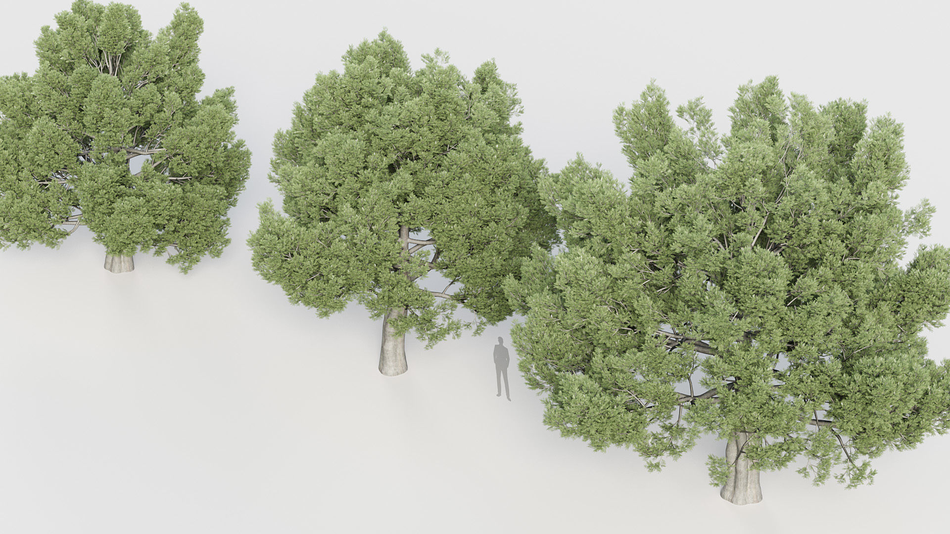 Package 03 Conifer Collection 3D model_30