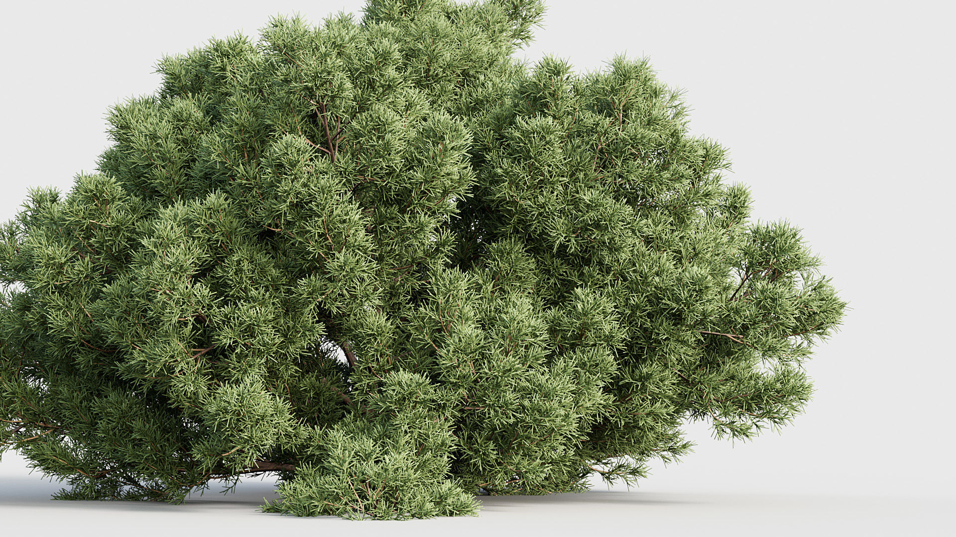 Package 03 Conifer Collection 3D model_35