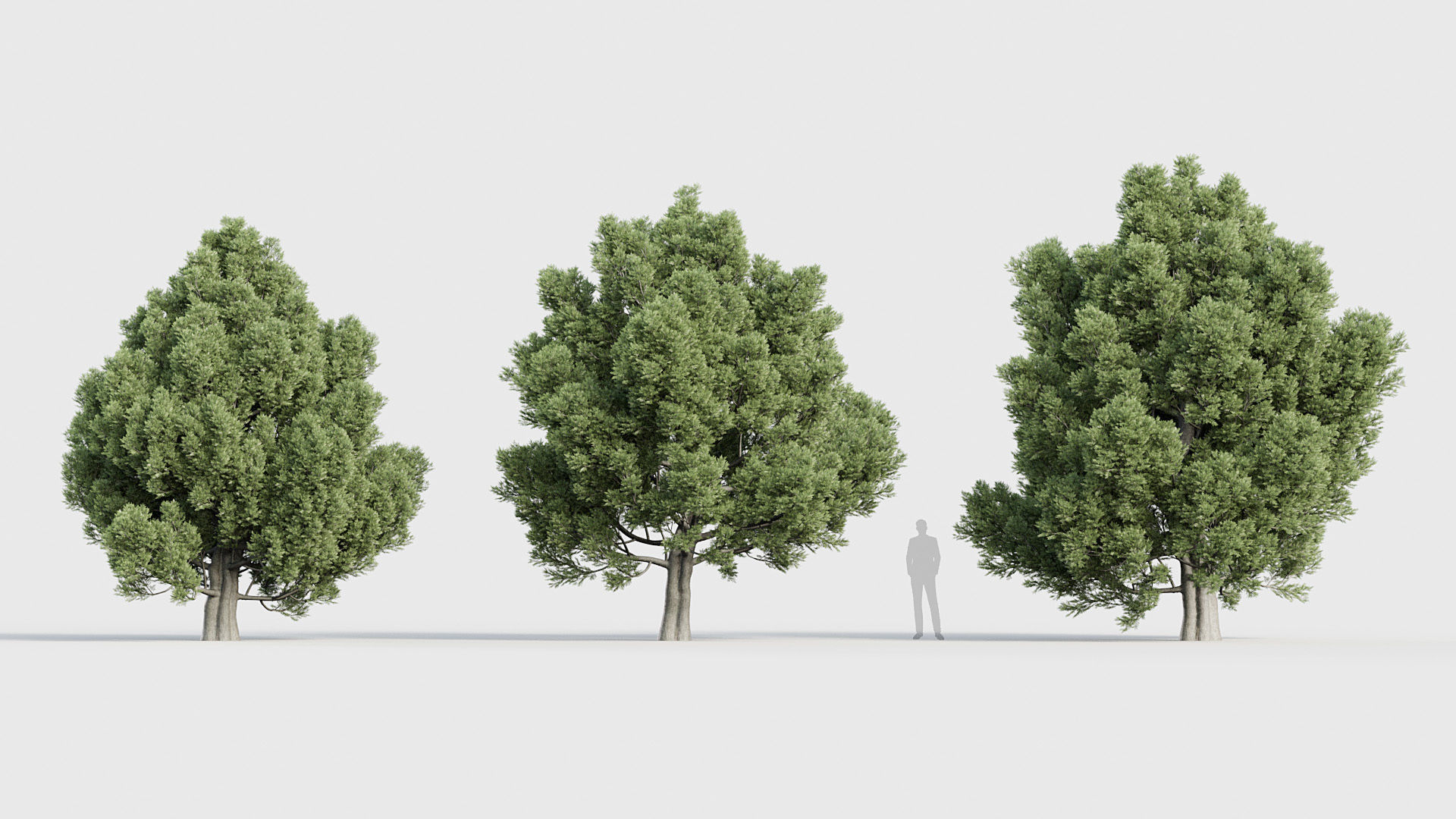 Package 03 Conifer Collection 3D model_27