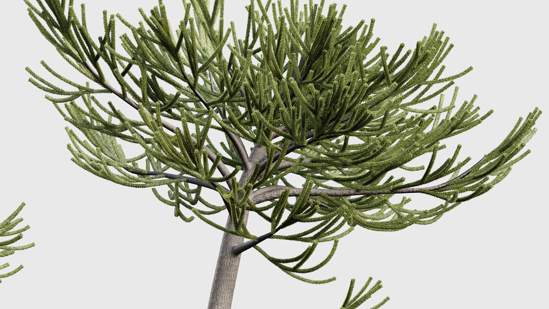 Package 03 Conifer Collection 3D model_5