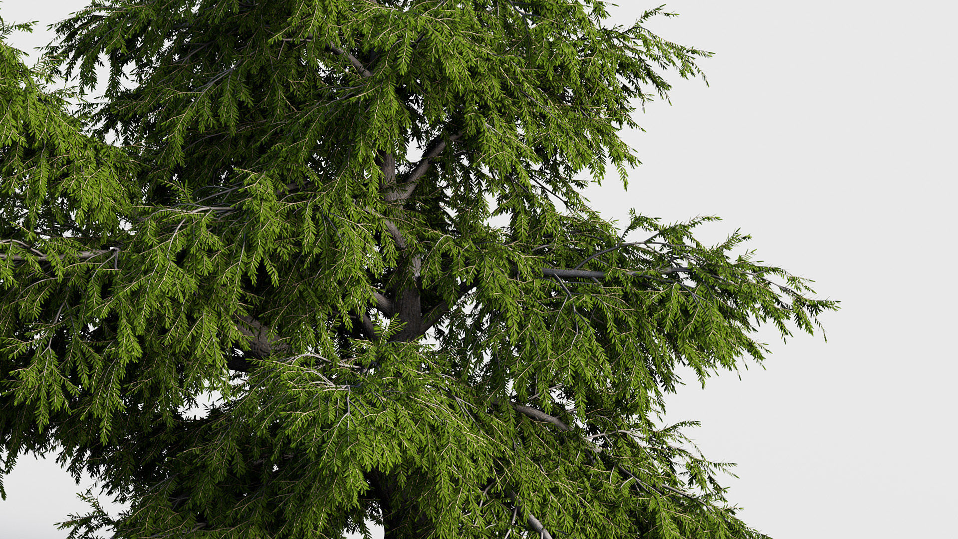 Package 03 Conifer Collection 3D model_71