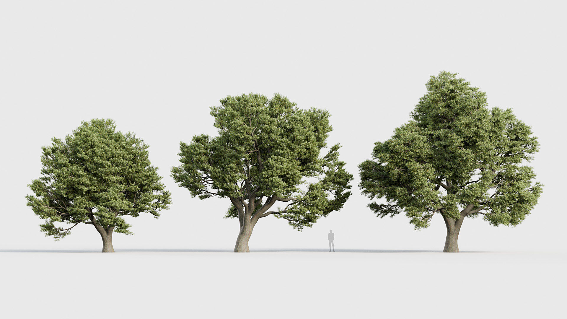 Package 03 Conifer Collection 3D model_58