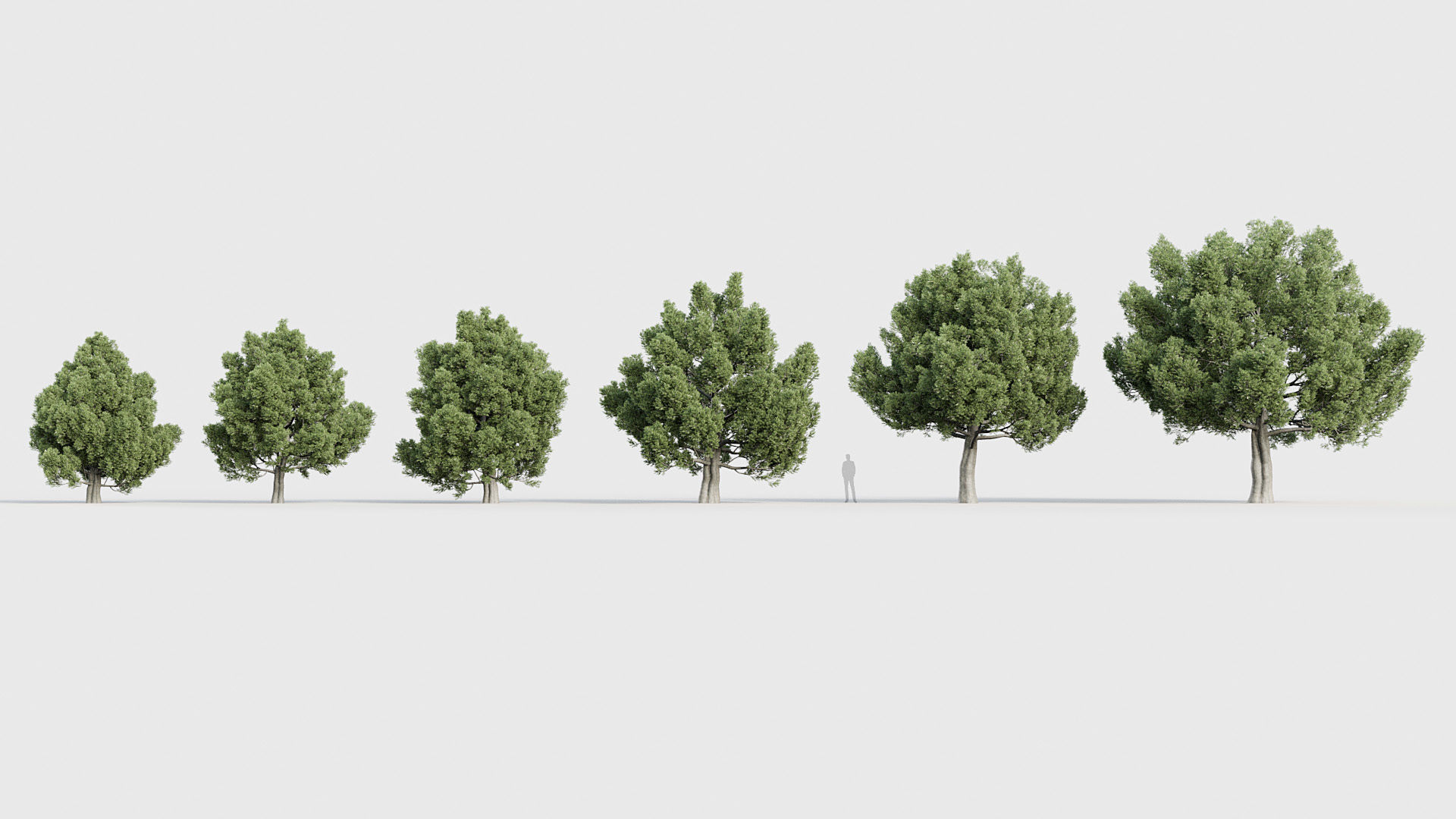Package 03 Conifer Collection 3D model_26