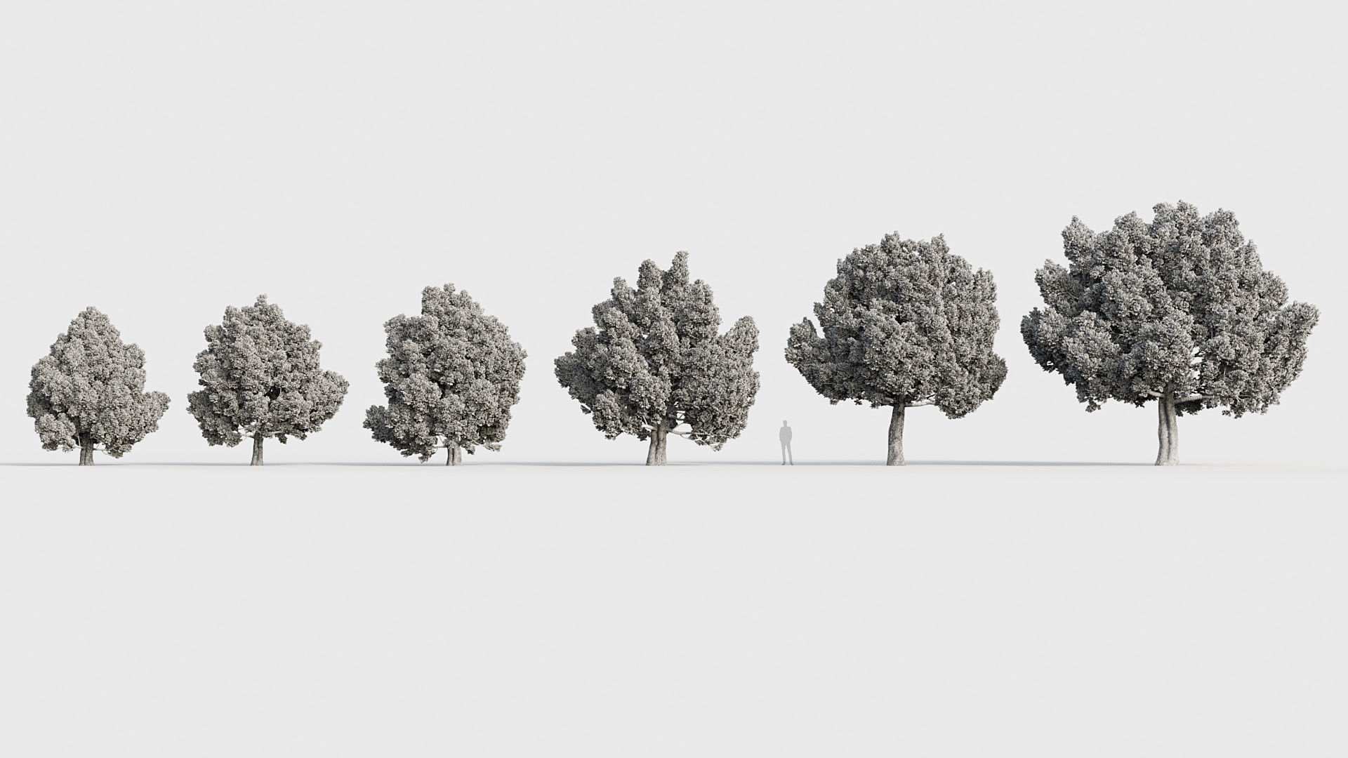 Package 03 Conifer Collection 3D model_31