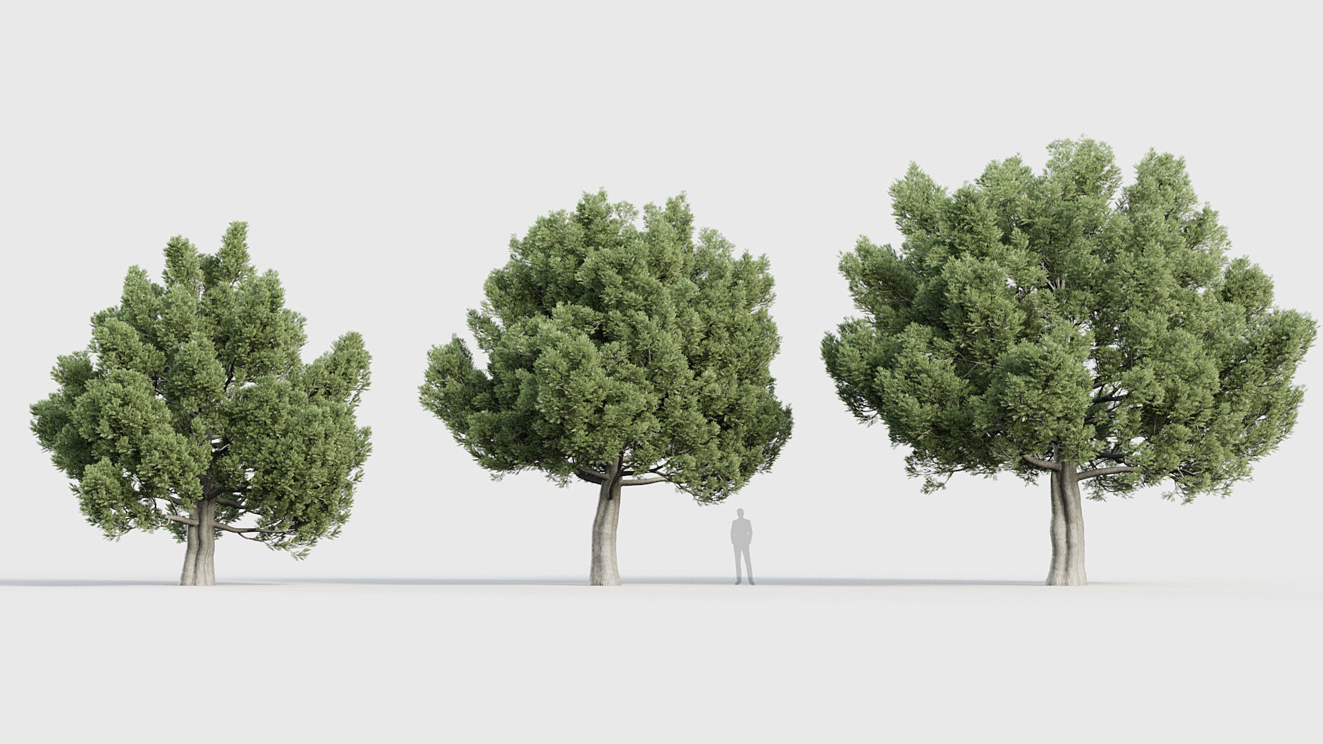Package 03 Conifer Collection 3D model_28