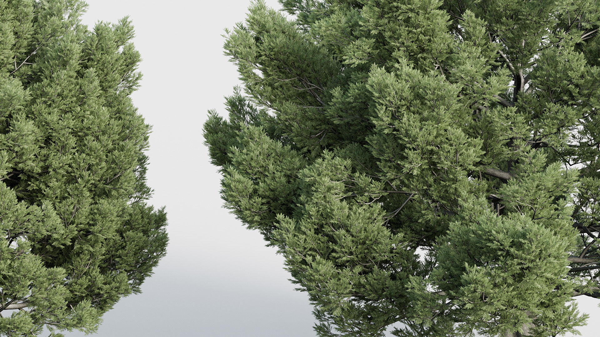 Package 03 Conifer Collection 3D model_29