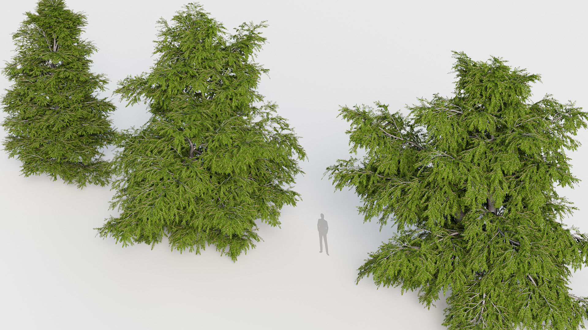 Package 03 Conifer Collection 3D model_72