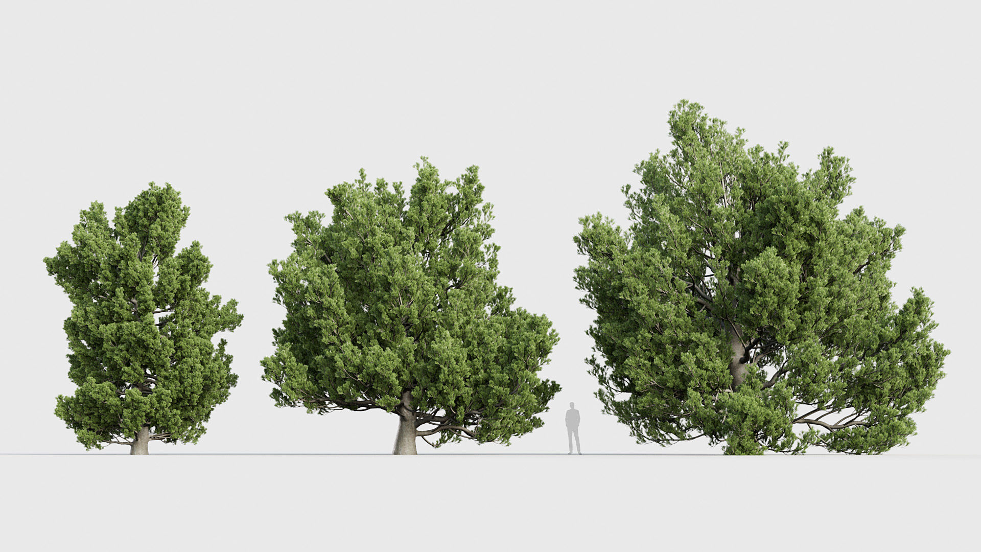 Package 03 Conifer Collection 3D model_40