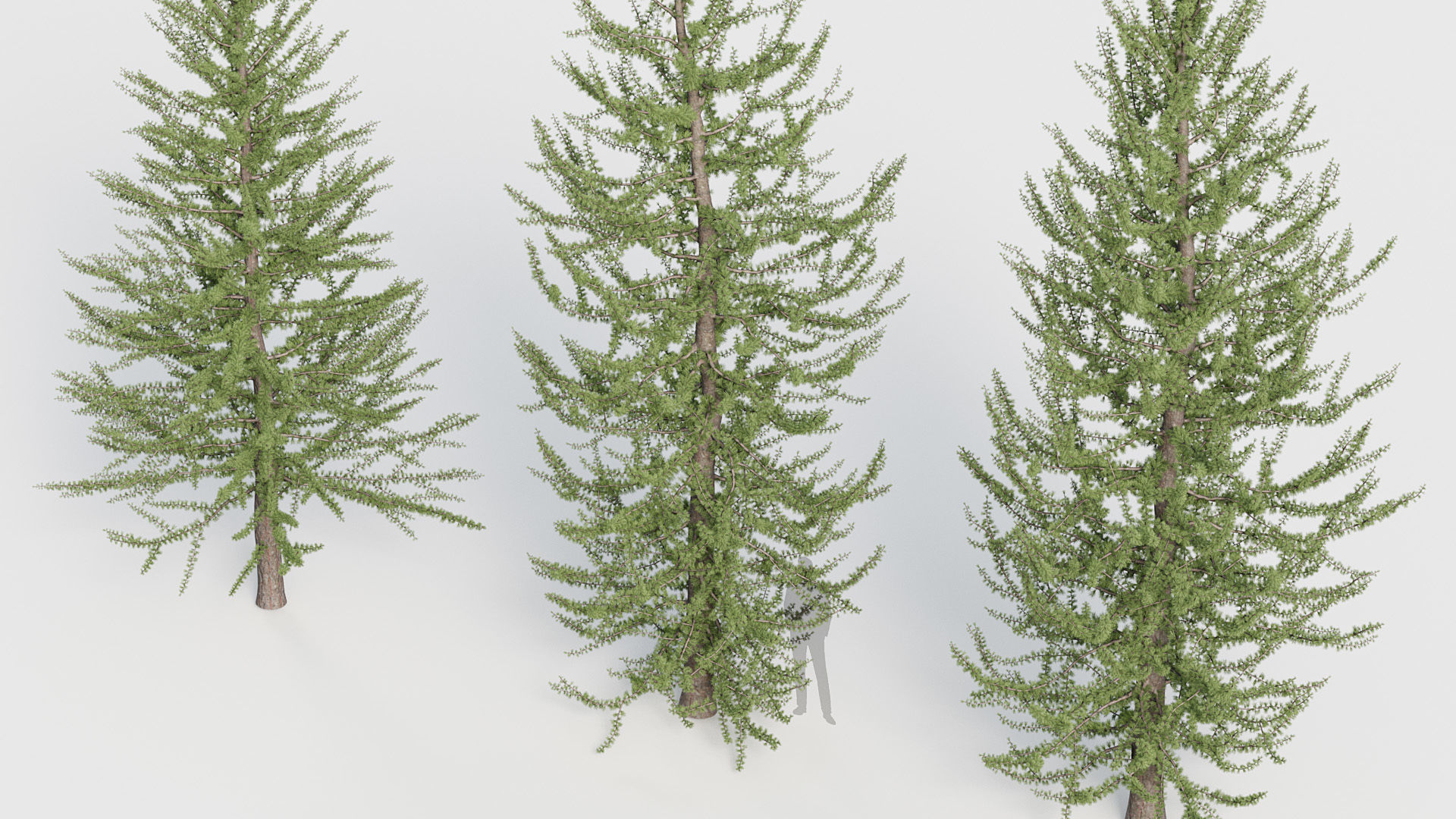 Package 03 Conifer Collection 3D model_54