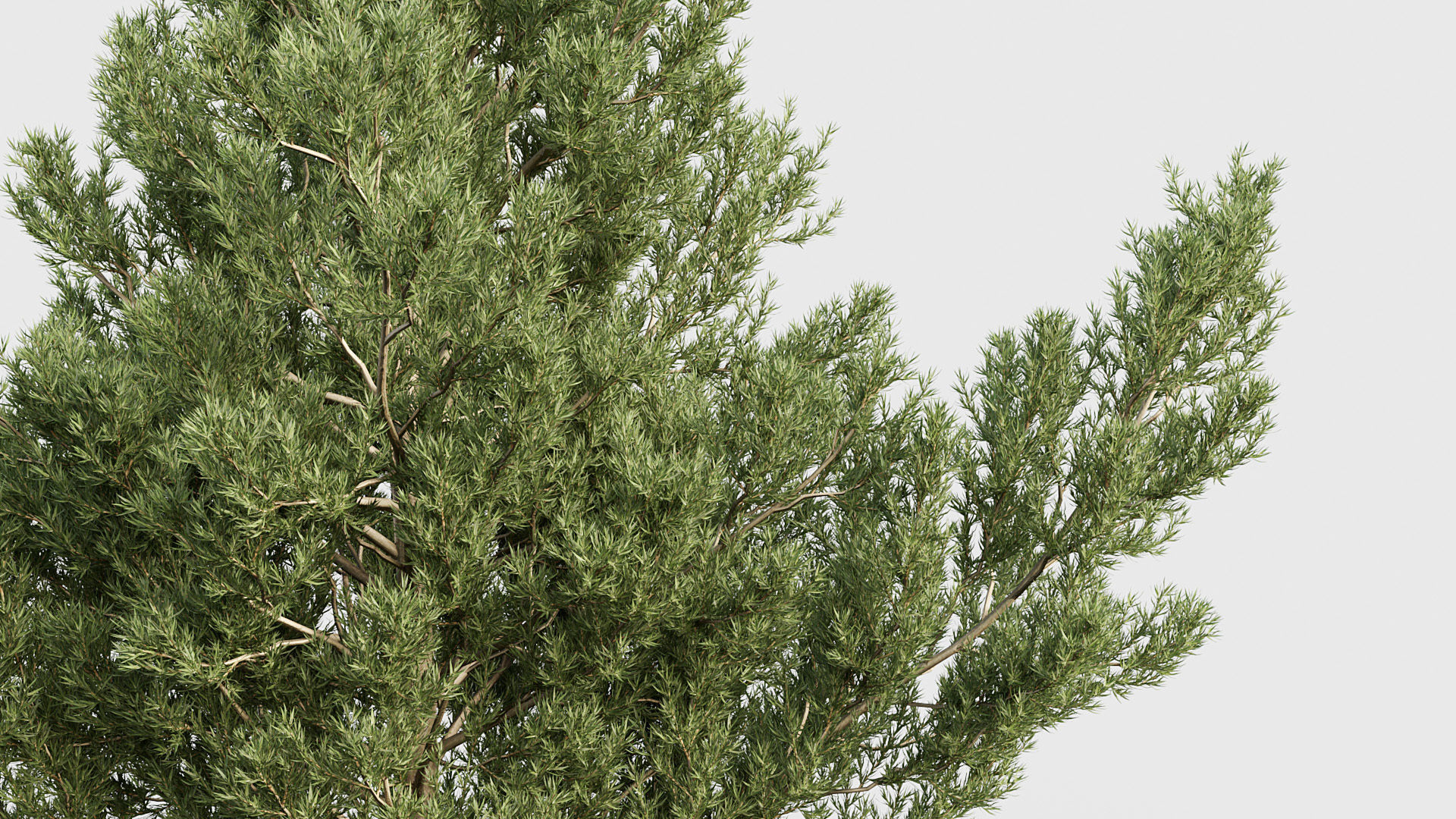 Package 03 Conifer Collection 3D model_23
