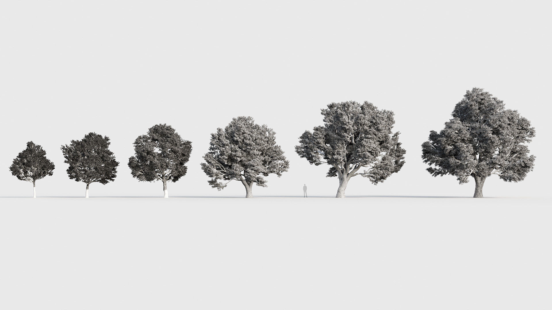 Package 03 Conifer Collection 3D model_61