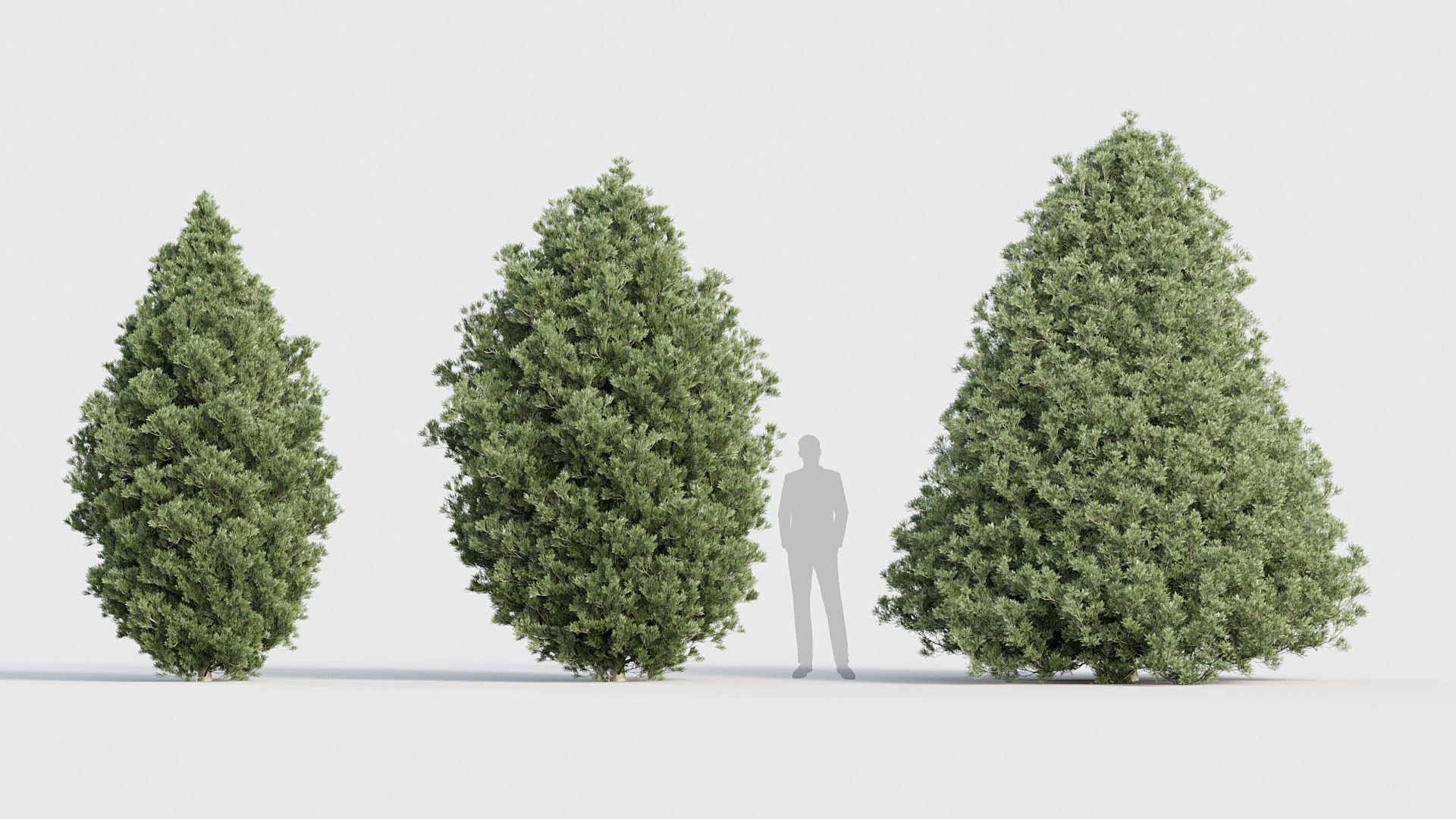 Package 03 Conifer Collection 3D model_45