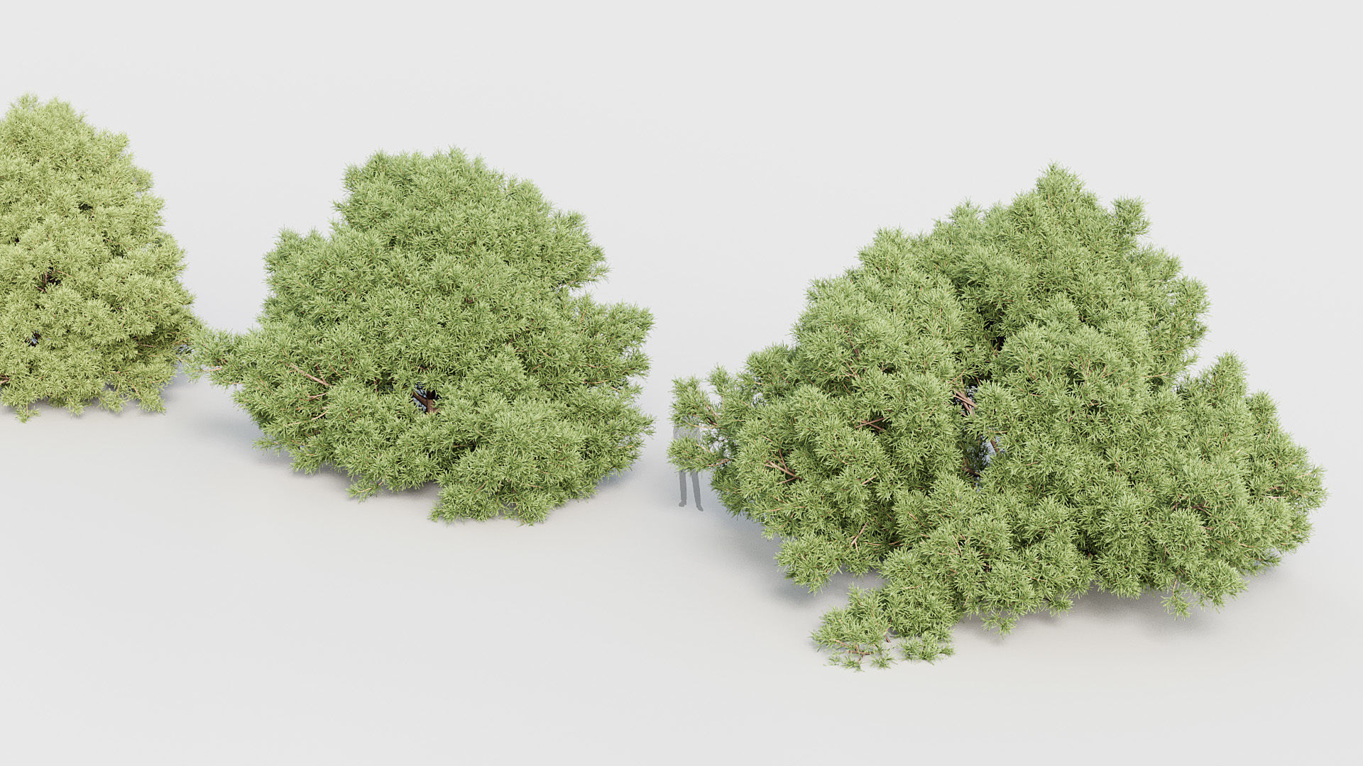Package 03 Conifer Collection 3D model_36