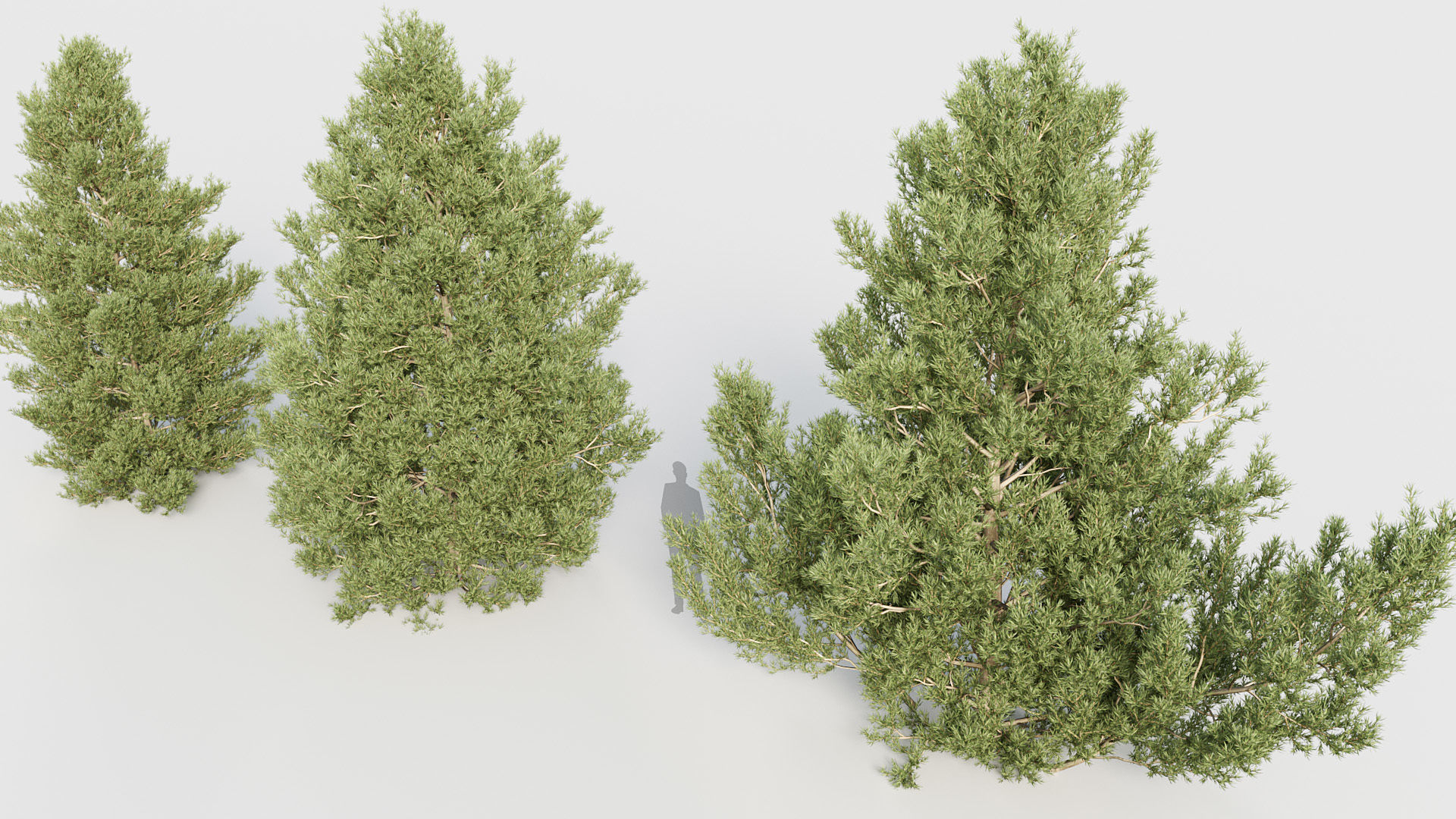 Package 03 Conifer Collection 3D model_24