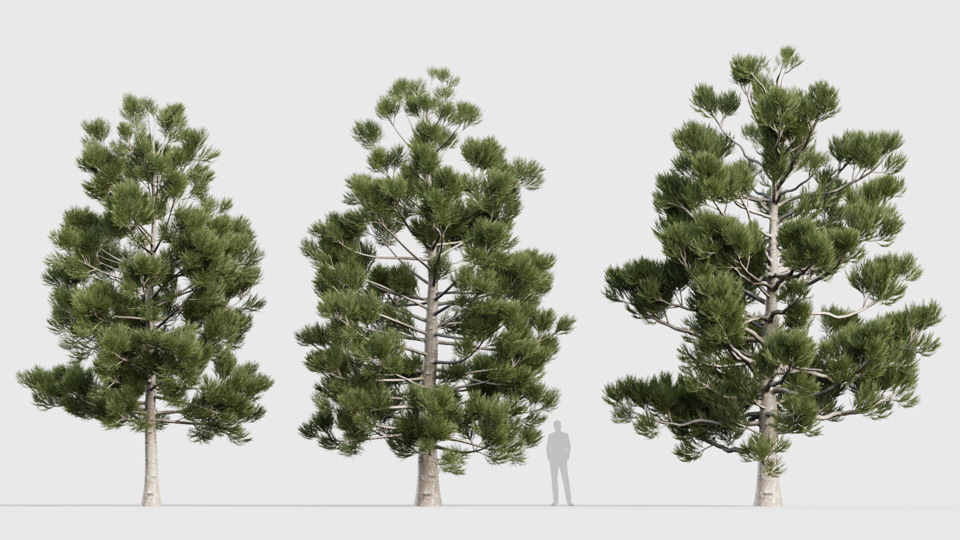 Package 03 Conifer Collection 3D model_10