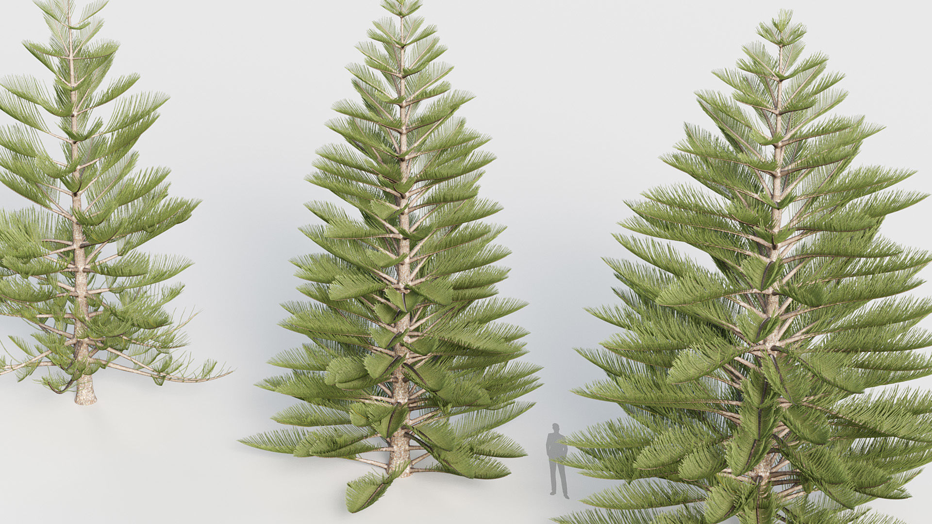 Package 03 Conifer Collection 3D model_18