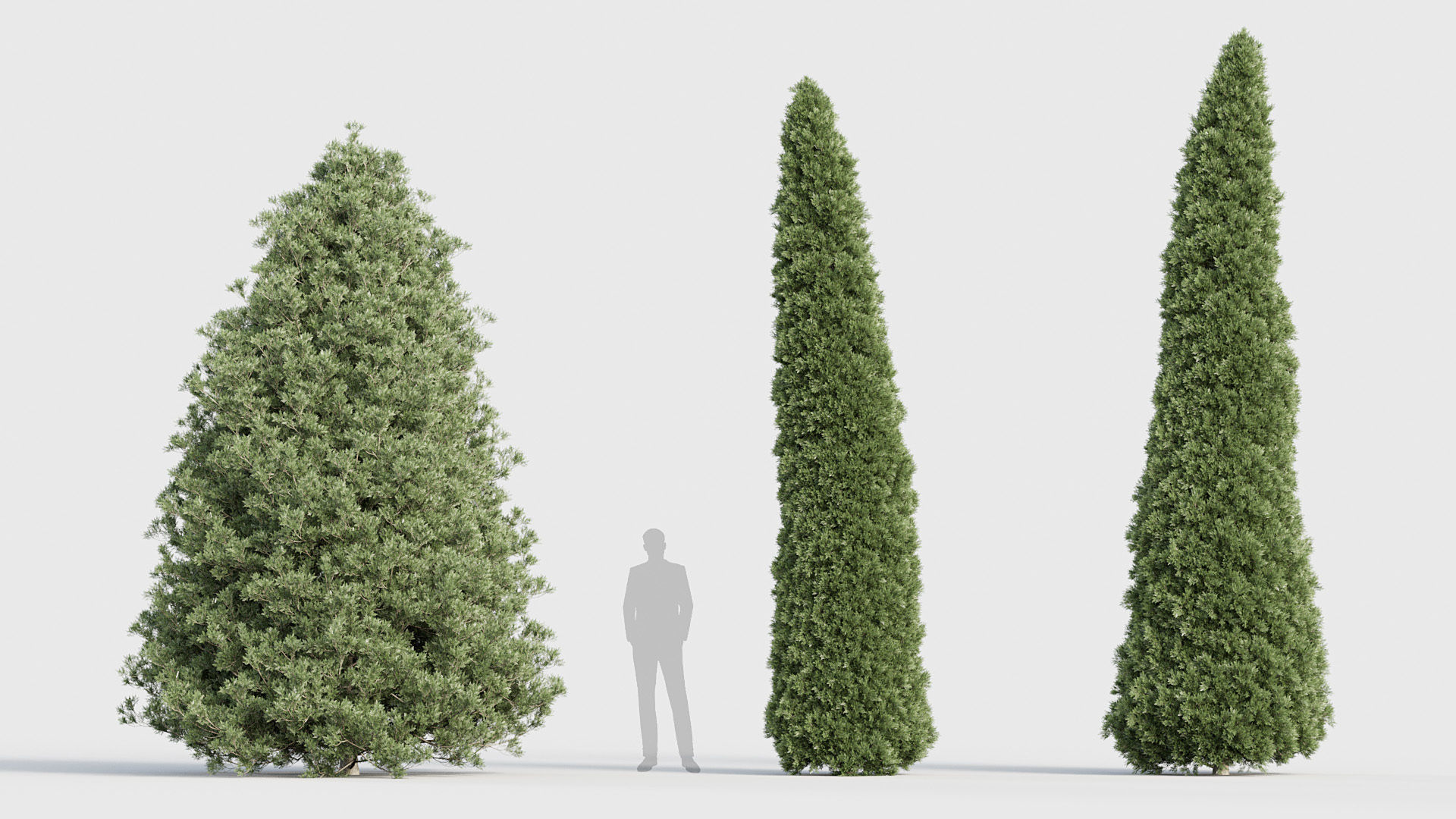 Package 03 Conifer Collection 3D model_46