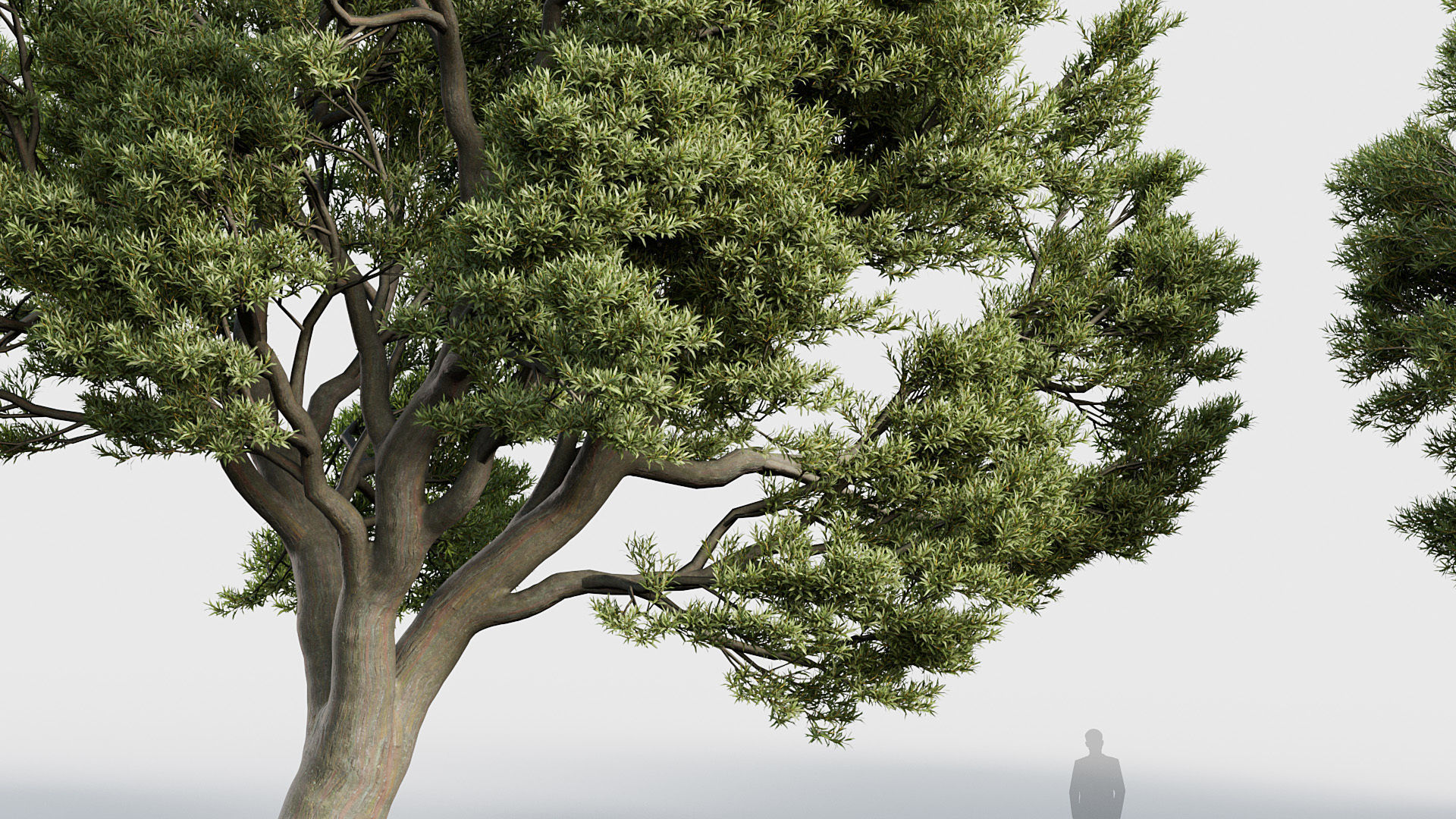 Package 03 Conifer Collection 3D model_59