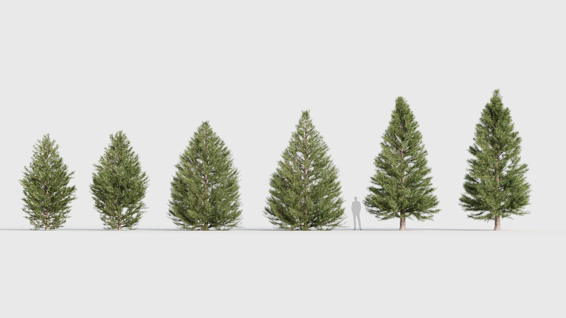 Package 03 Conifer Collection 3D model_62