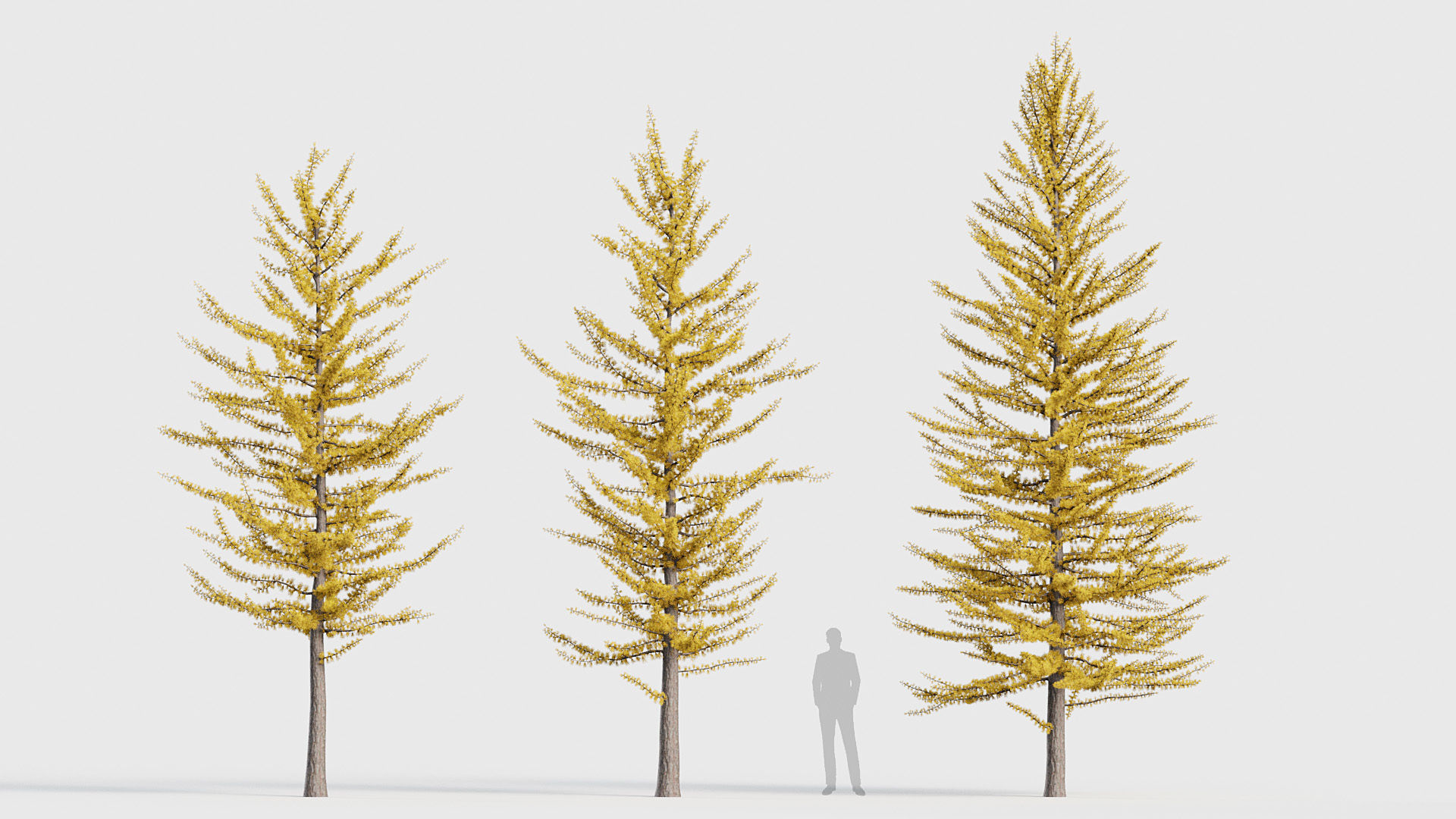 Package 03 Conifer Collection 3D model_51