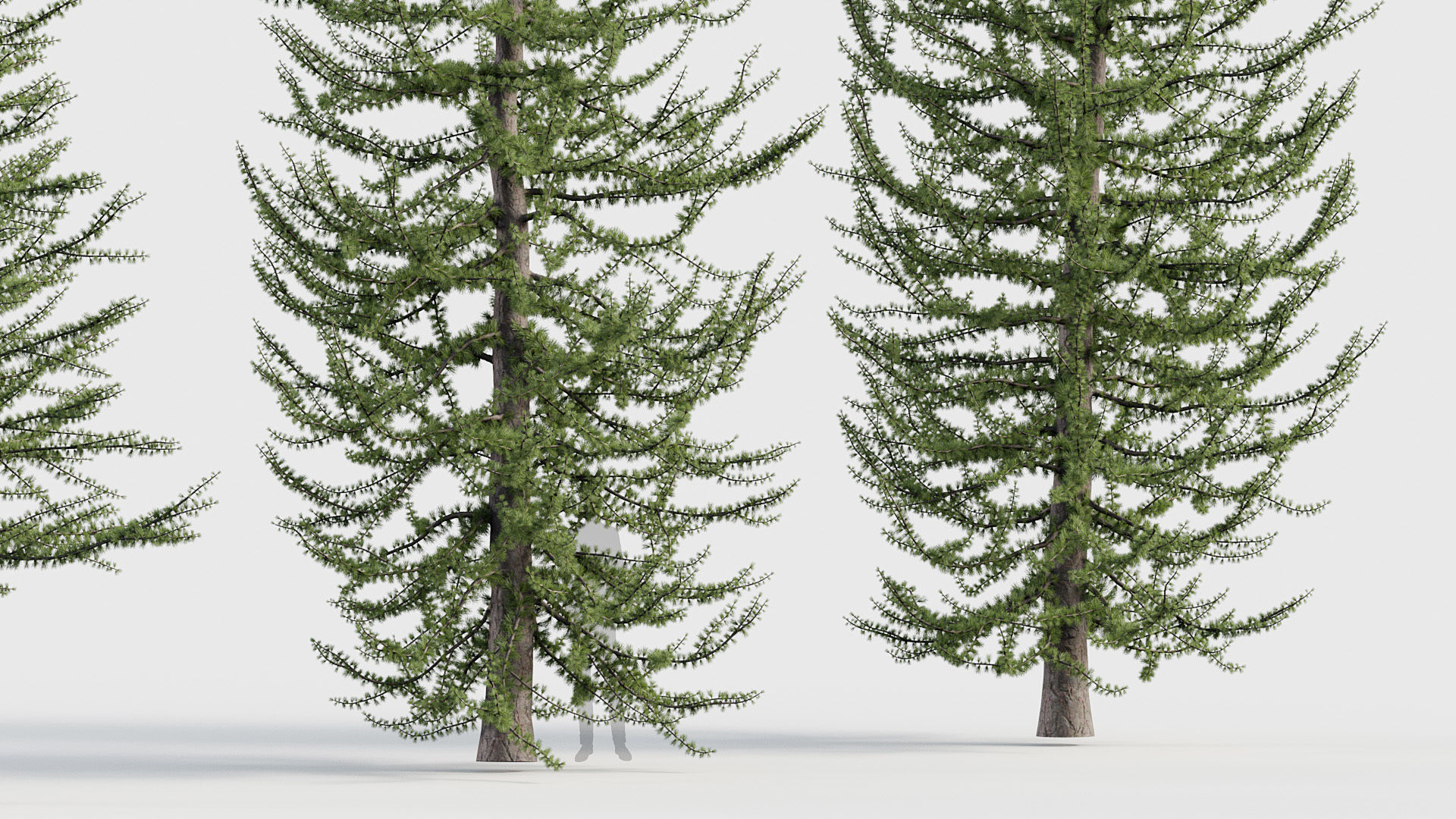 Package 03 Conifer Collection 3D model_53