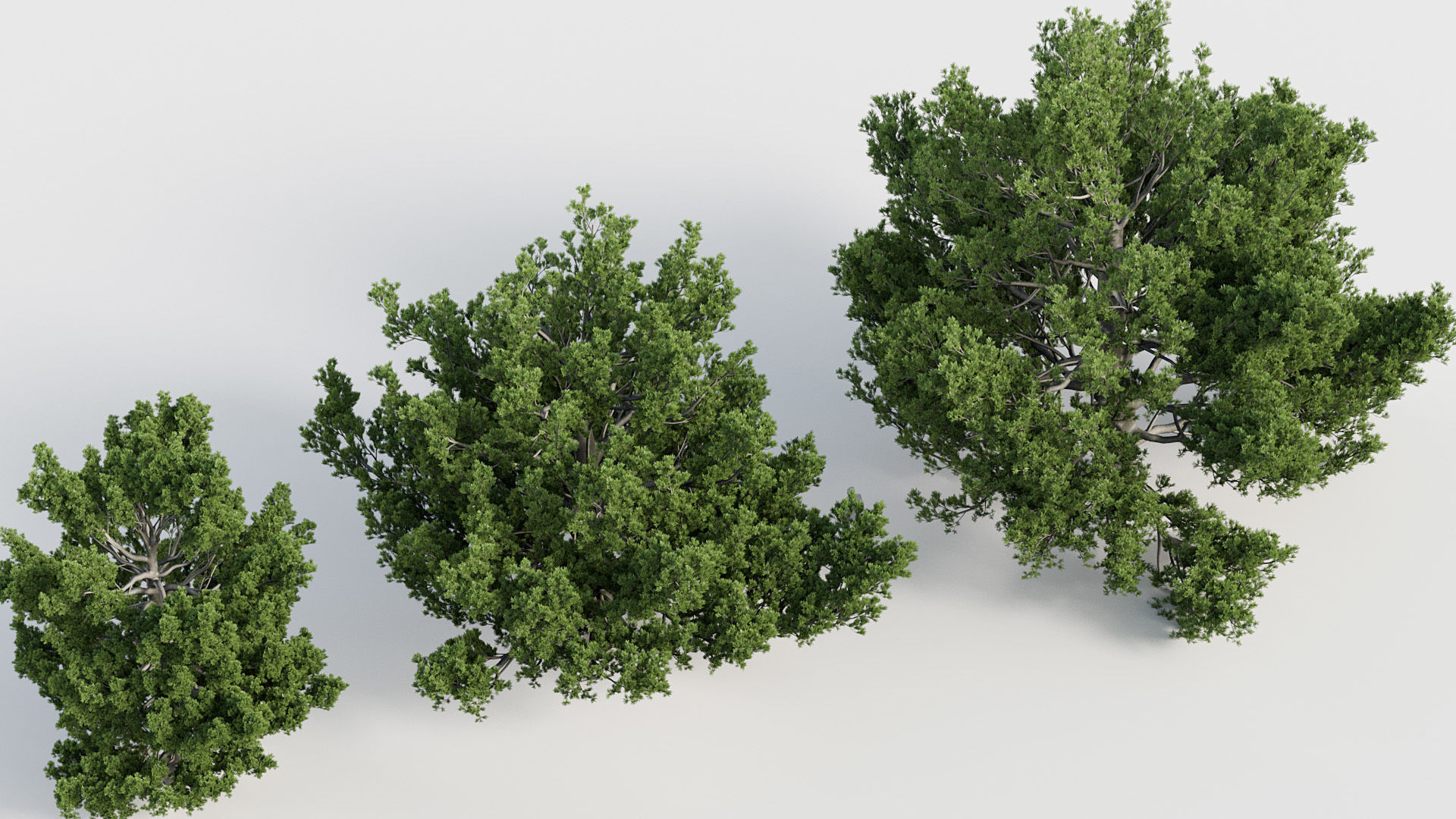Package 03 Conifer Collection 3D model_42