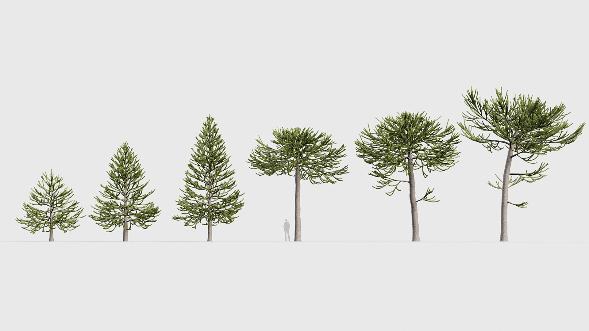 Package 03 Conifer Collection 3D model_2