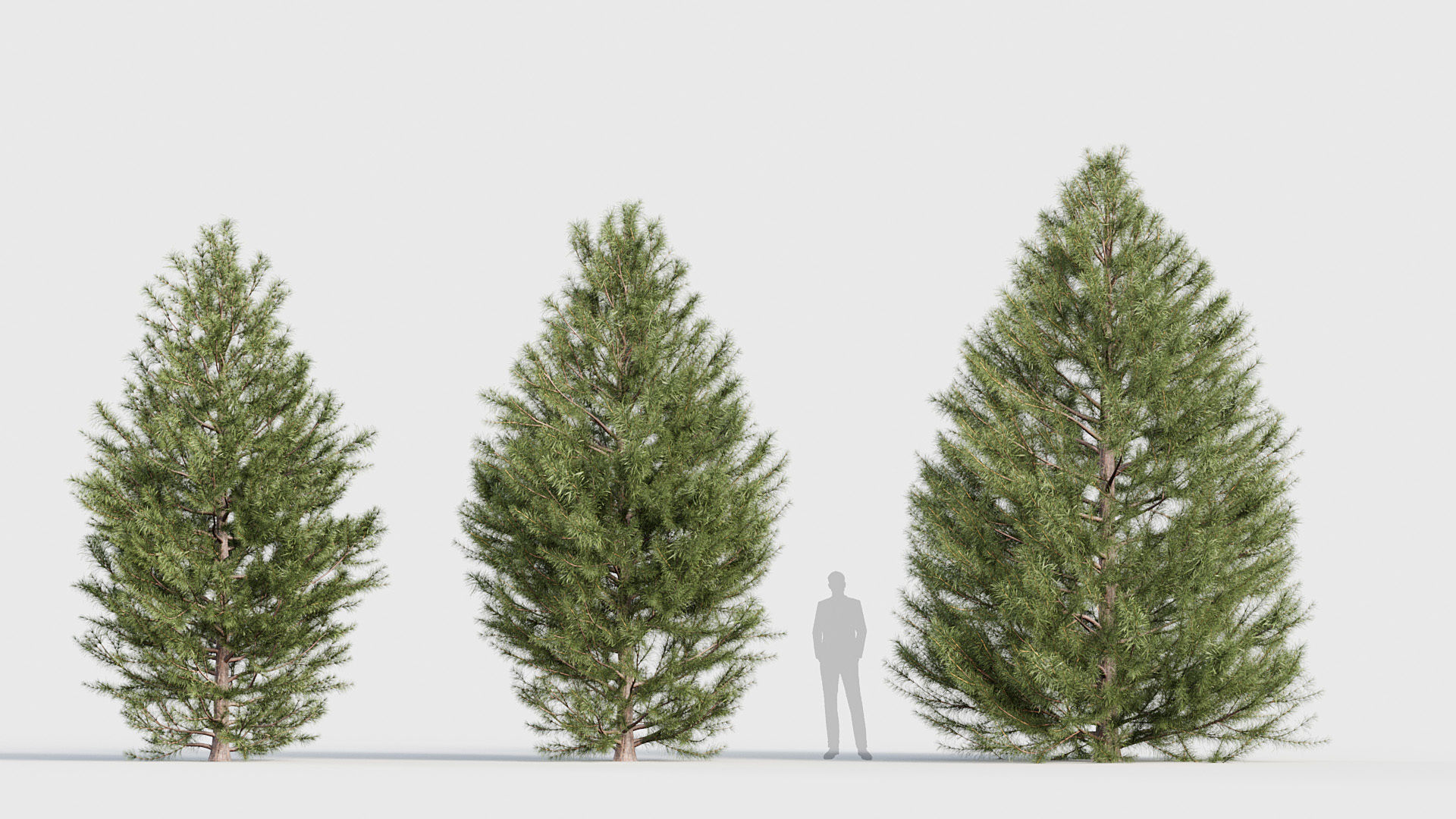 Package 03 Conifer Collection 3D model_63