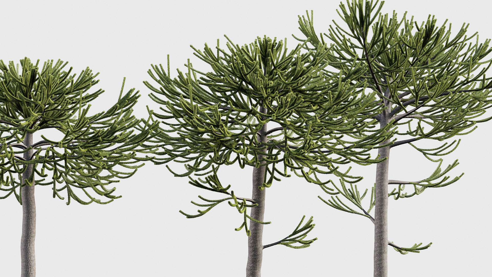 Package 03 Conifer Collection 3D model_6