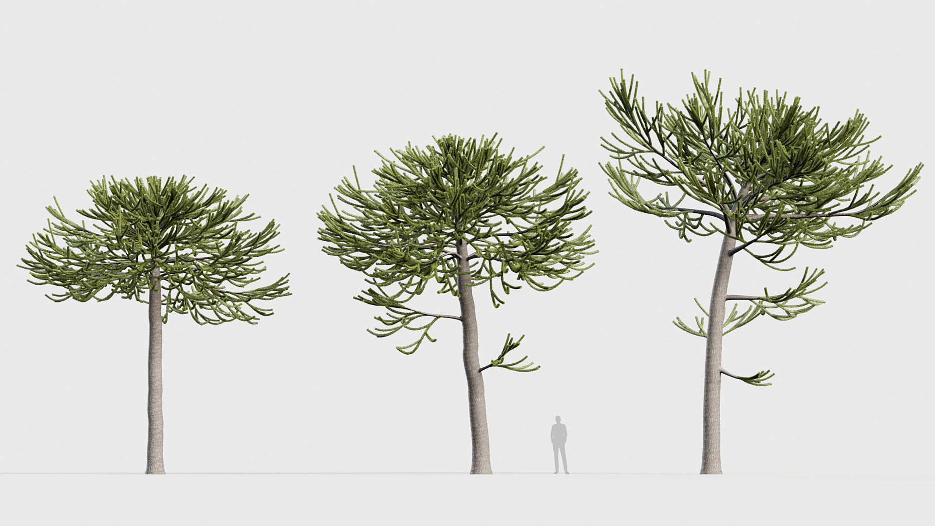 Package 03 Conifer Collection 3D model_4
