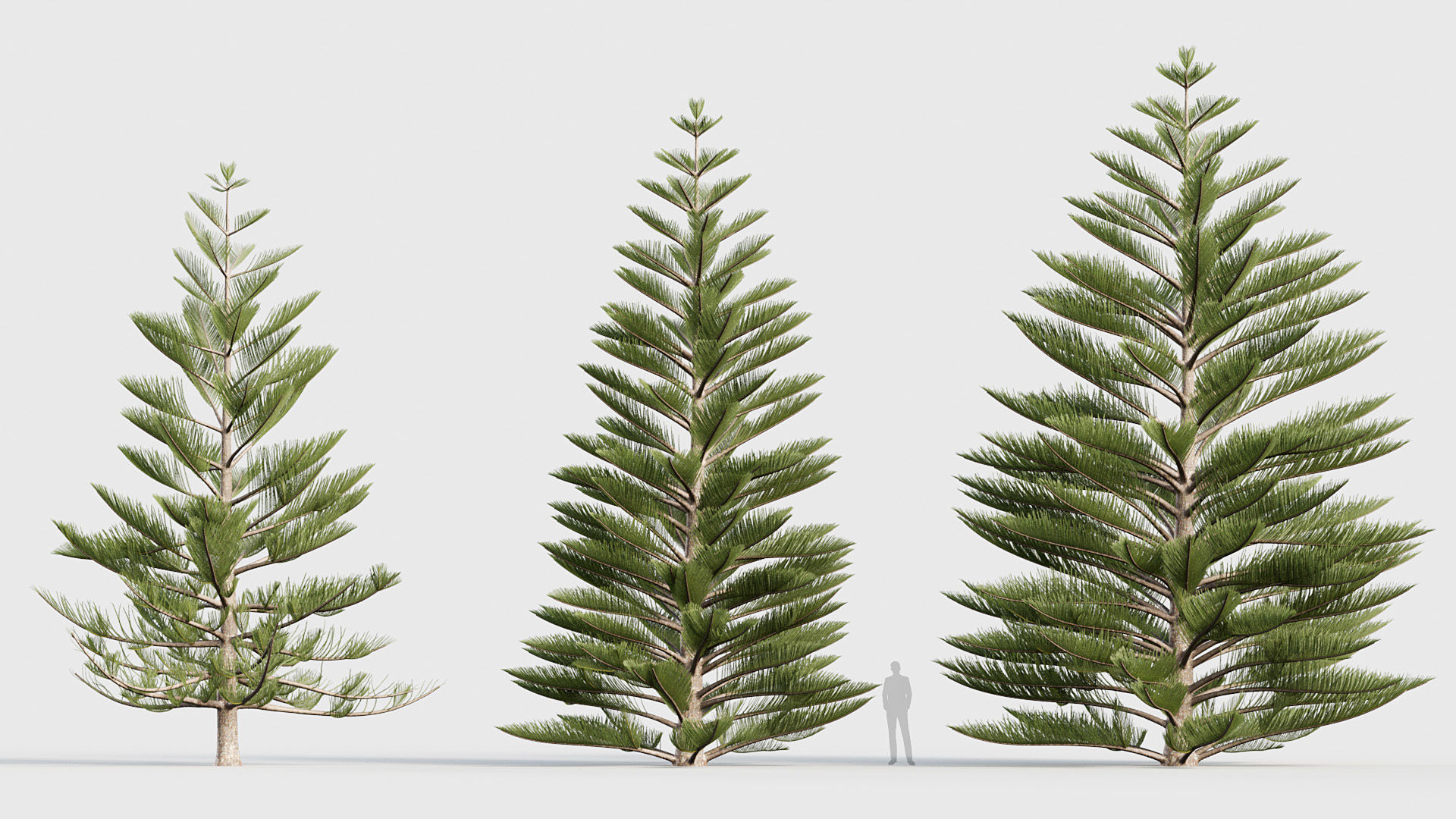 Package 03 Conifer Collection 3D model_16