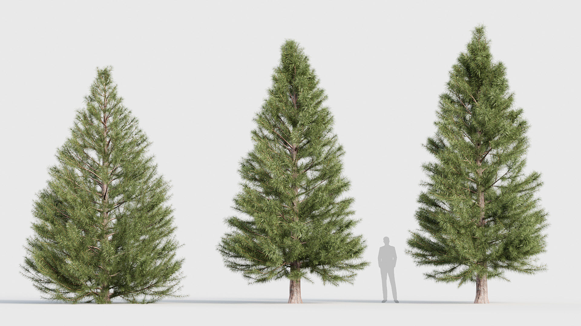 Package 03 Conifer Collection 3D model_64