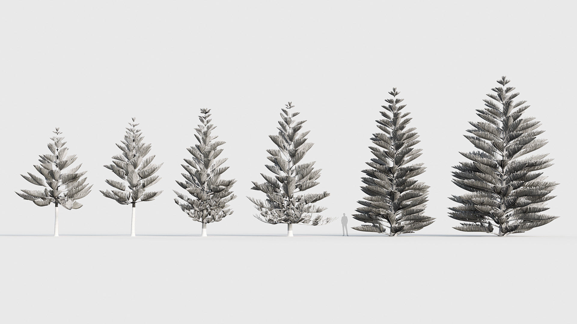 Package 03 Conifer Collection 3D model_19