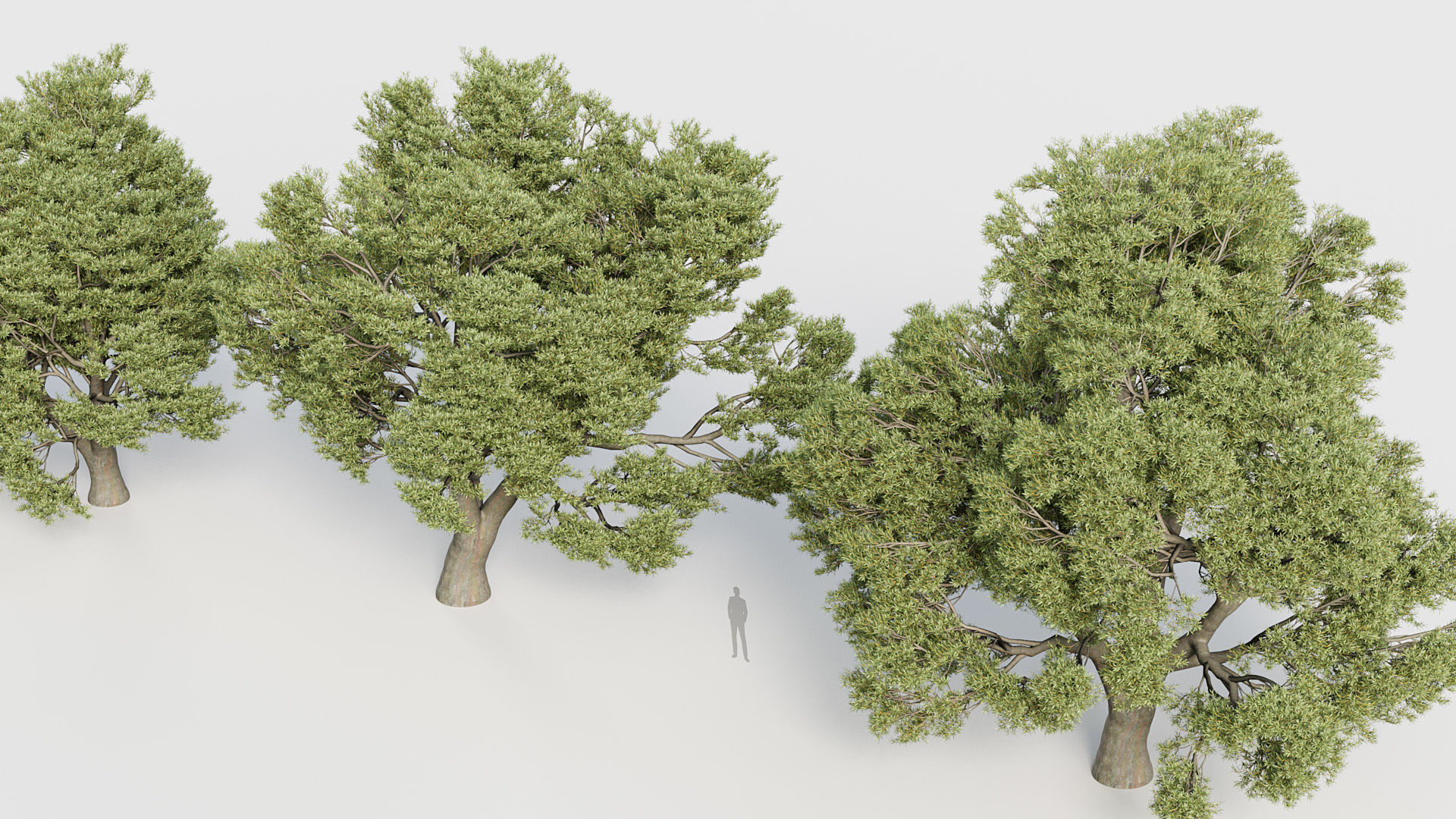 Package 03 Conifer Collection 3D model_60