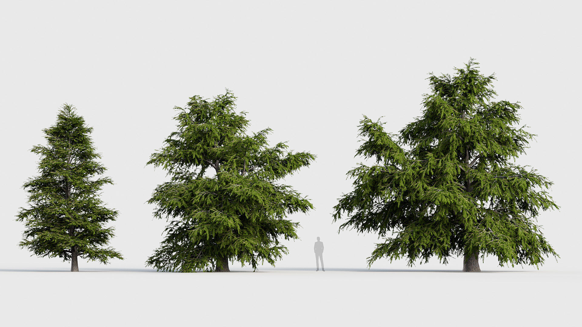 Package 03 Conifer Collection 3D model_70
