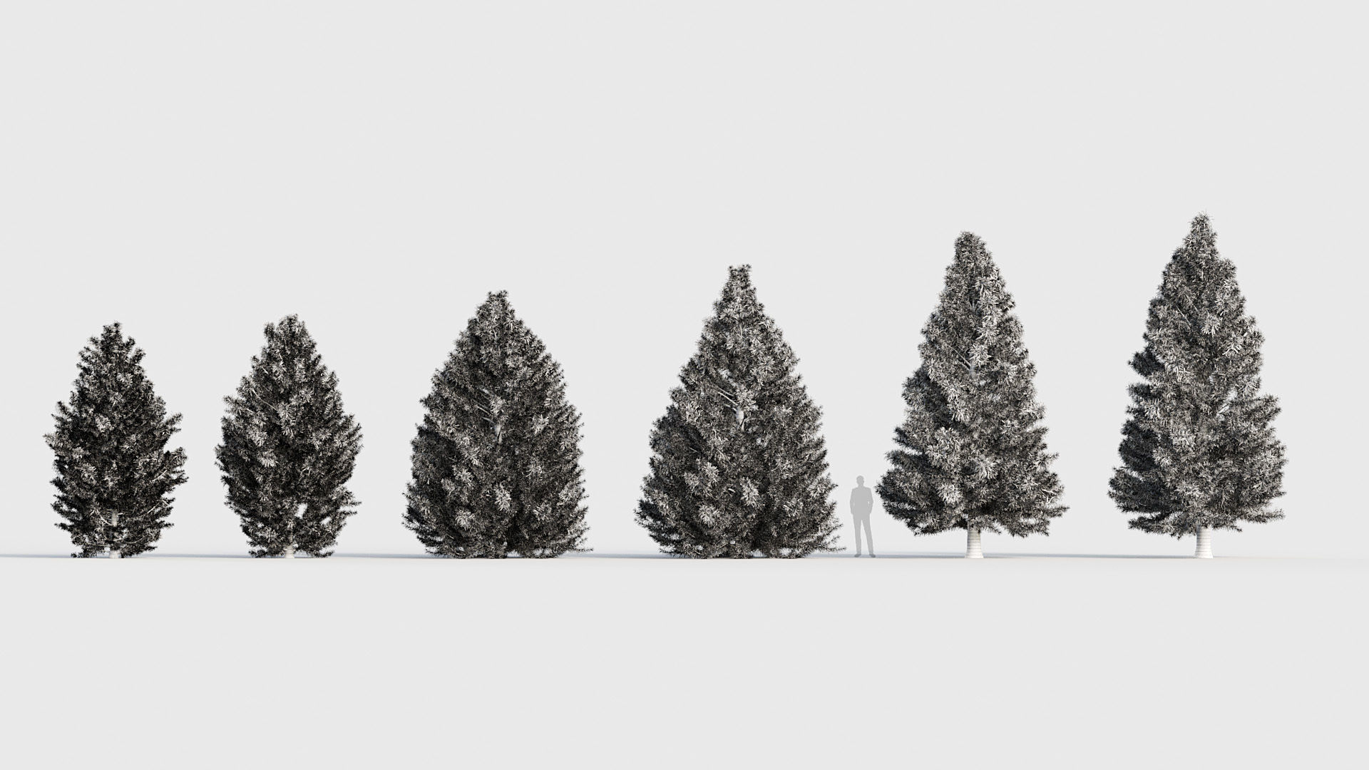 Package 03 Conifer Collection 3D model_67
