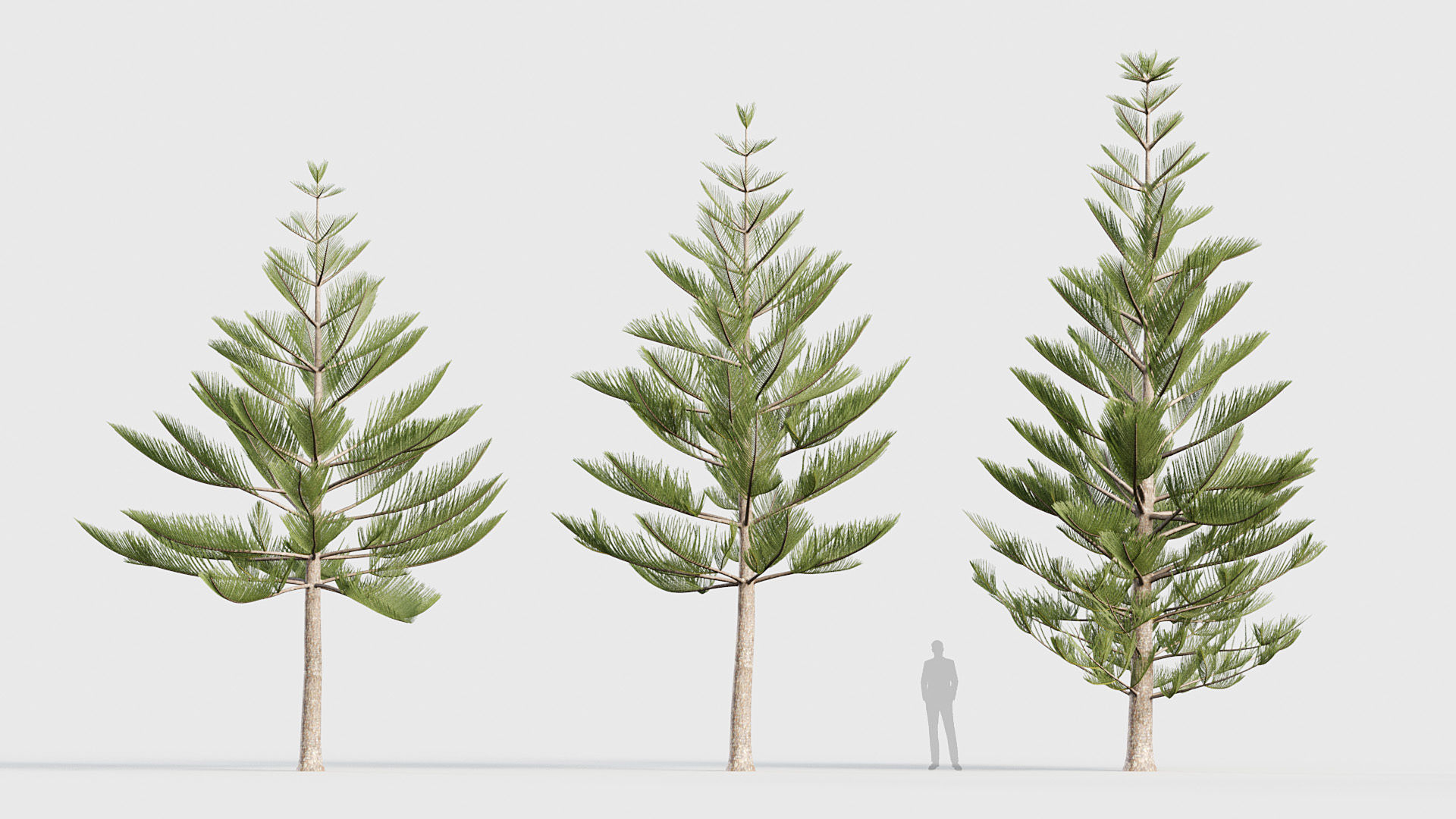 Package 03 Conifer Collection 3D model_15