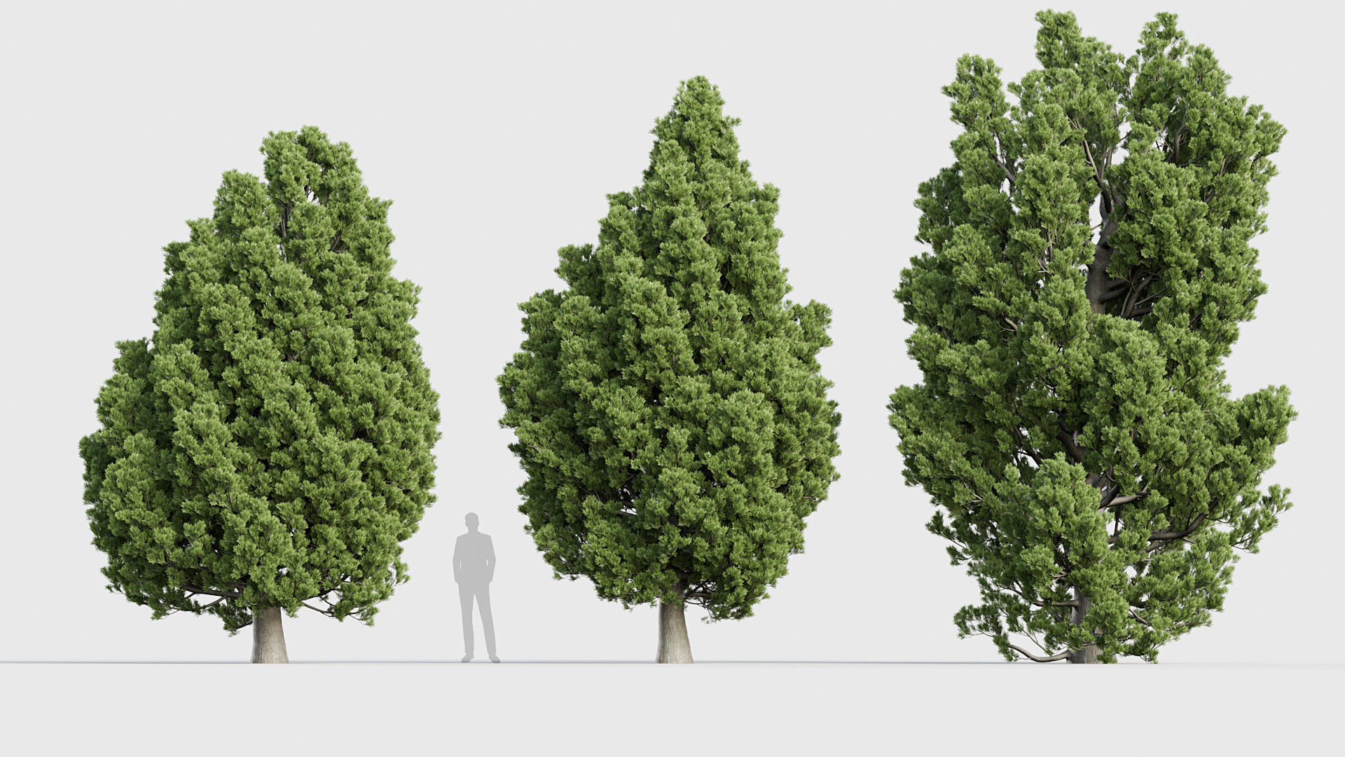 Package 03 Conifer Collection 3D model_39