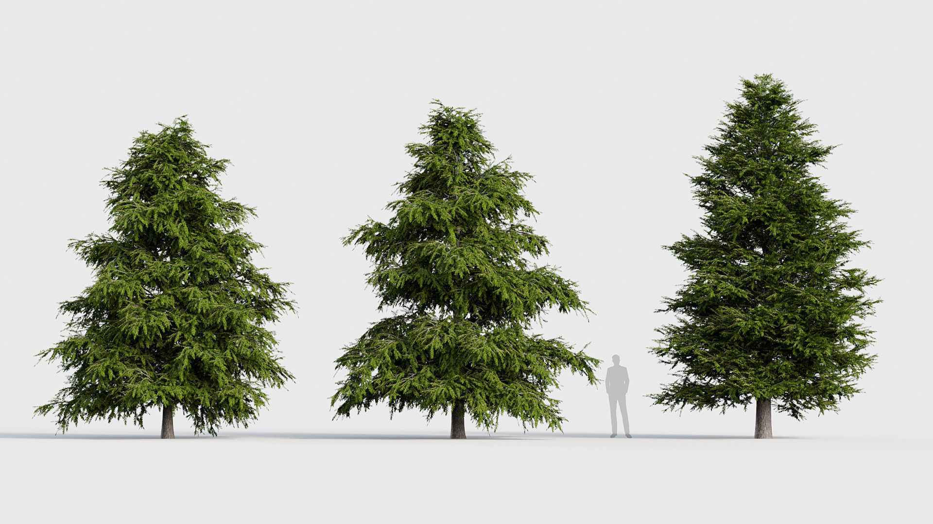 Package 03 Conifer Collection 3D model_69