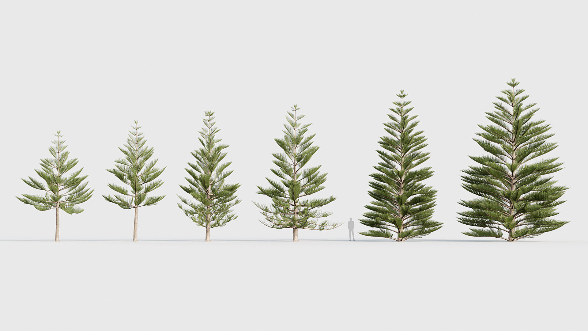 Package 03 Conifer Collection 3D model_14