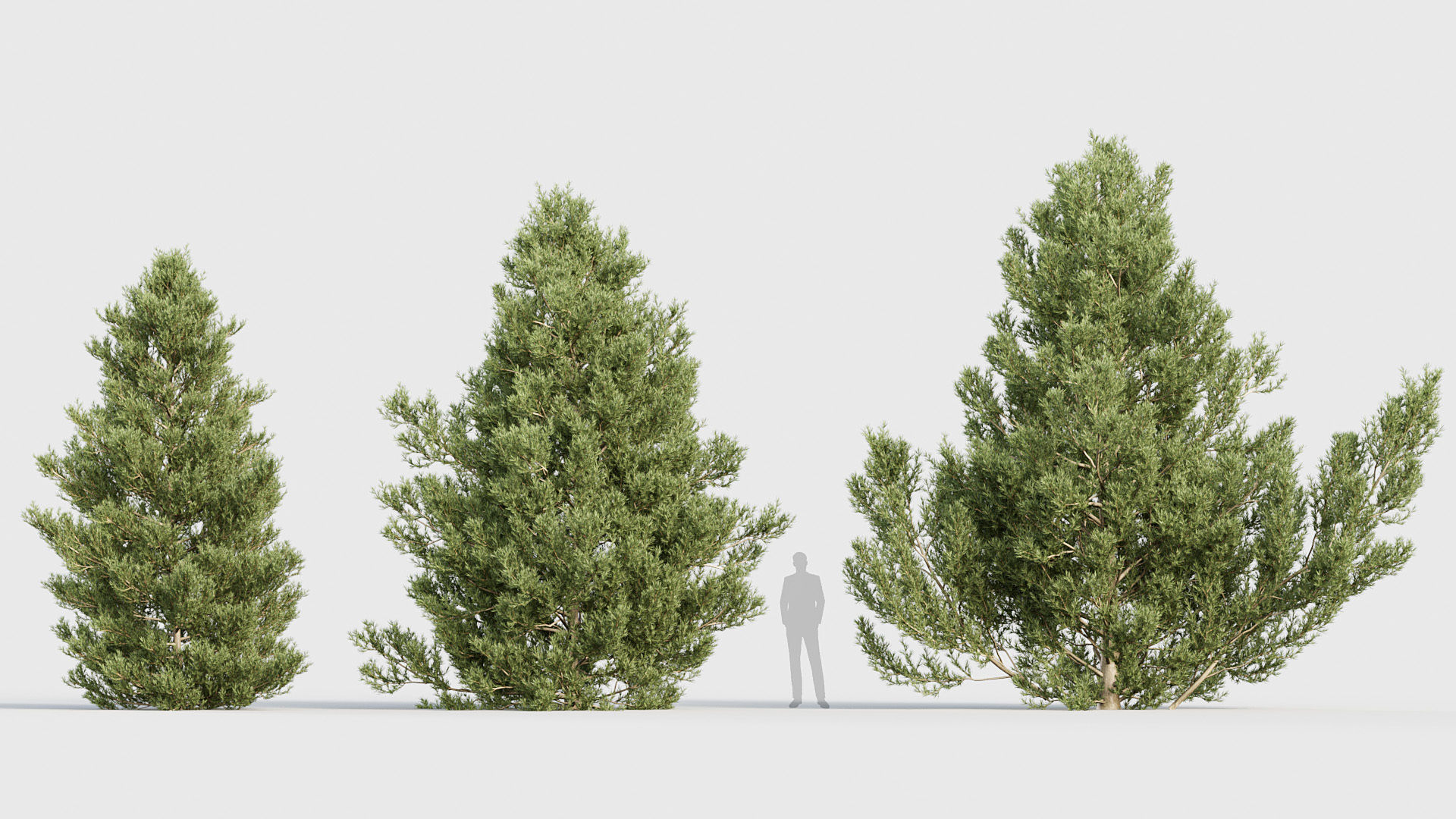 Package 03 Conifer Collection 3D model_22