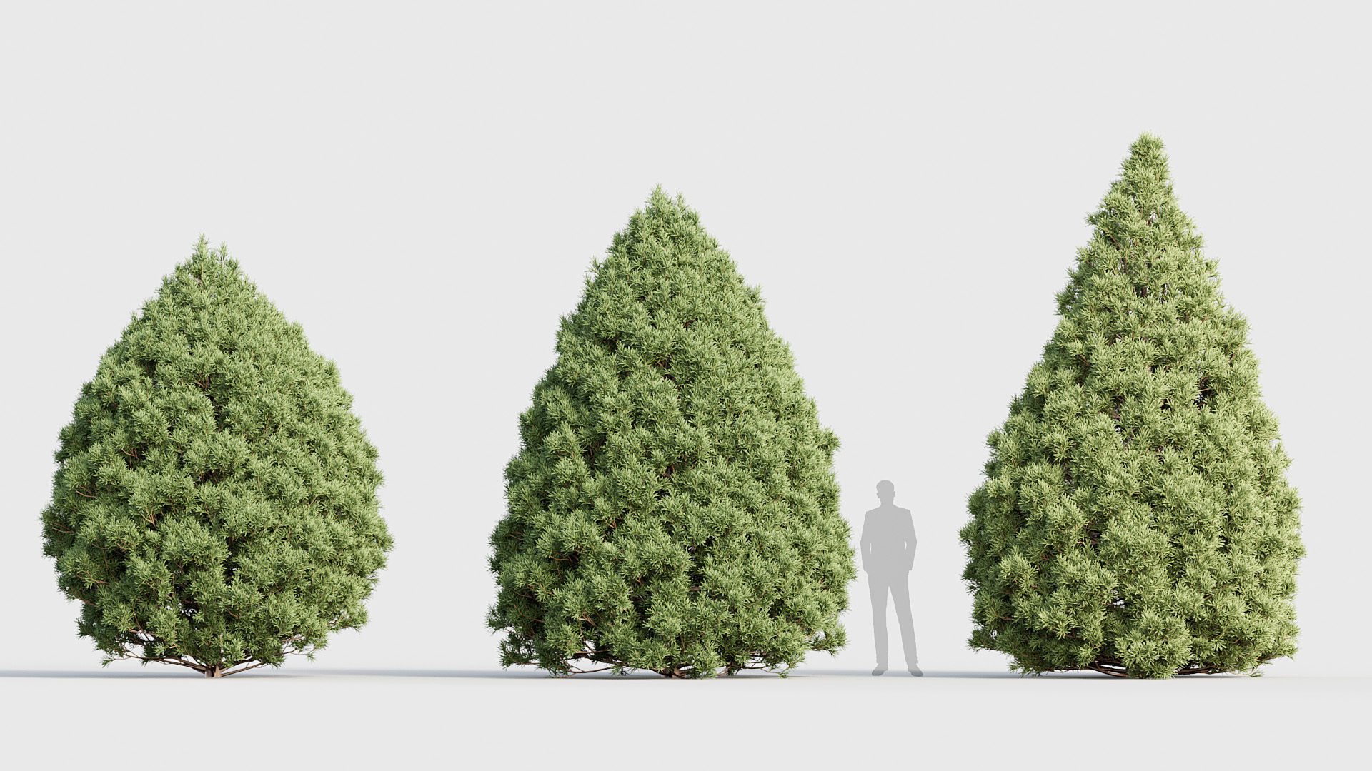 Package 03 Conifer Collection 3D model_33