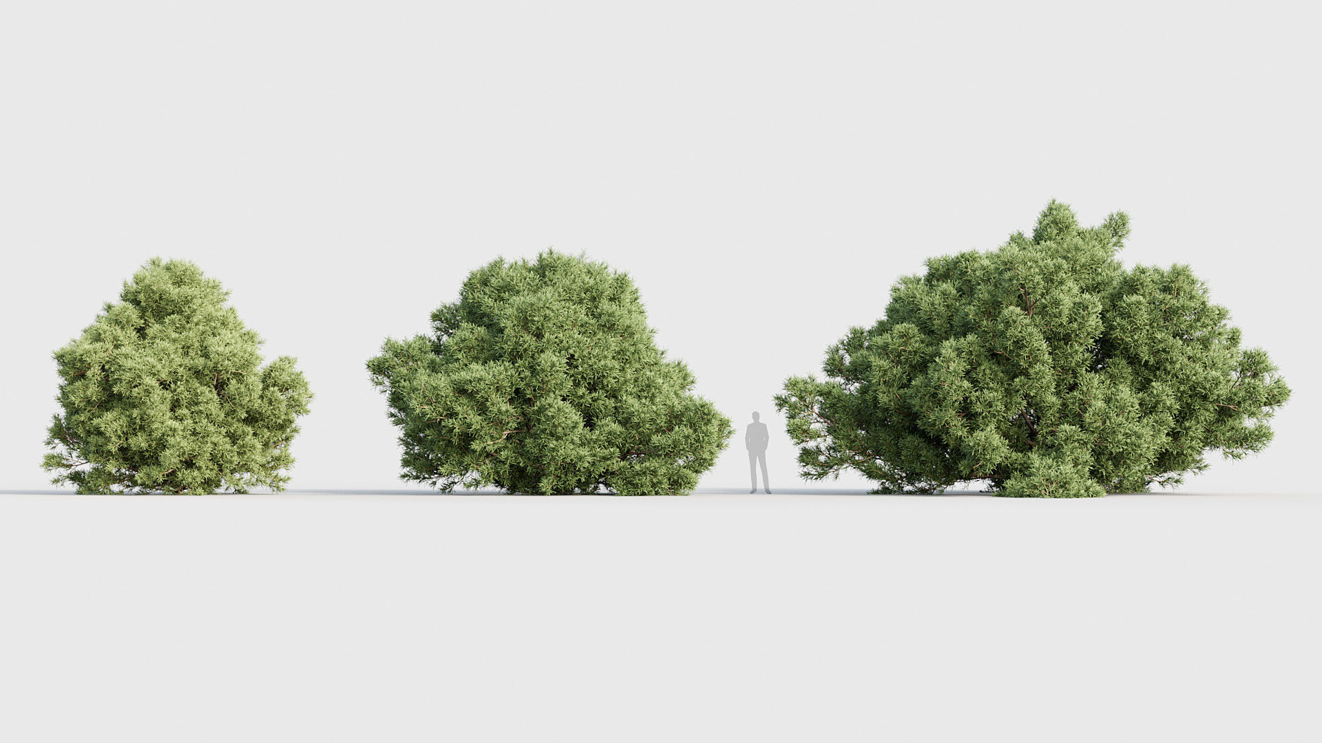 Package 03 Conifer Collection 3D model_34