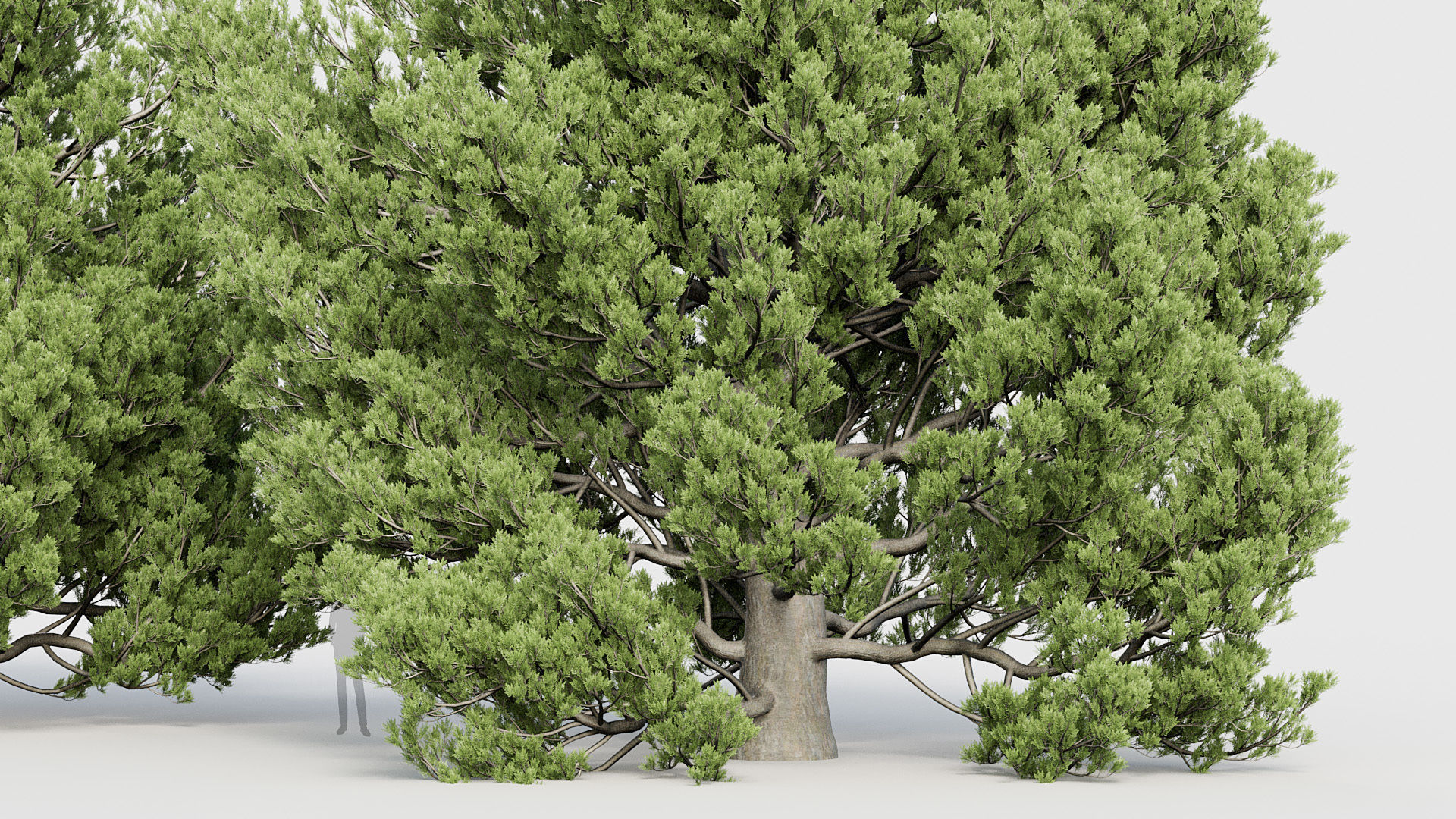 Package 03 Conifer Collection 3D model_41